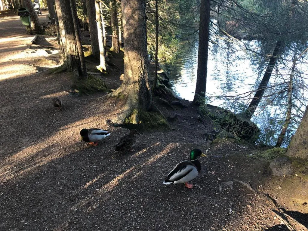 Spring in LakeSide Apartments Seefeld