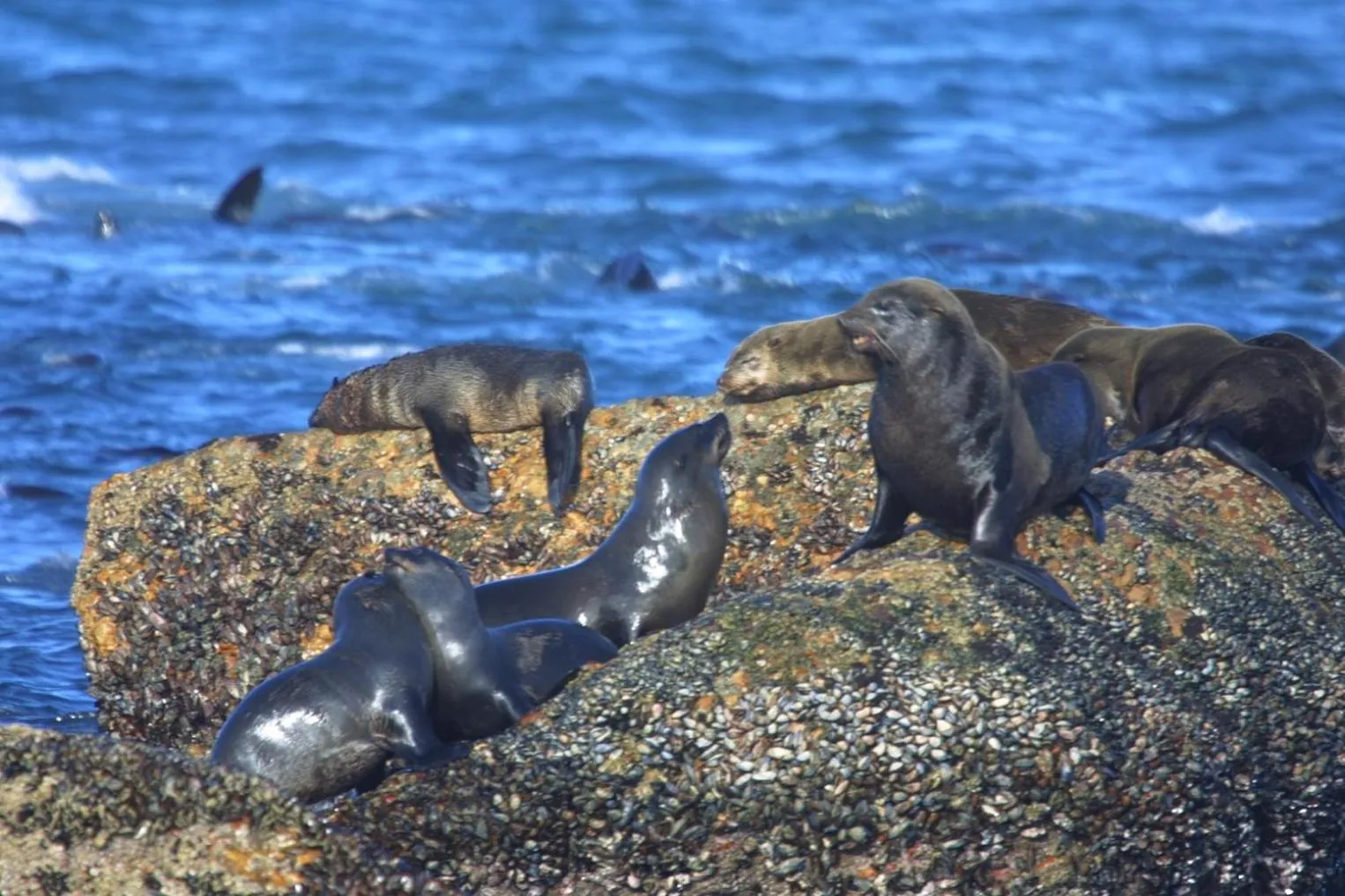 Animals in JoJo's BnB