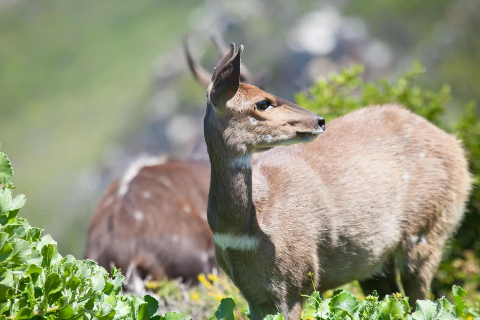 Animals in JoJo's BnB