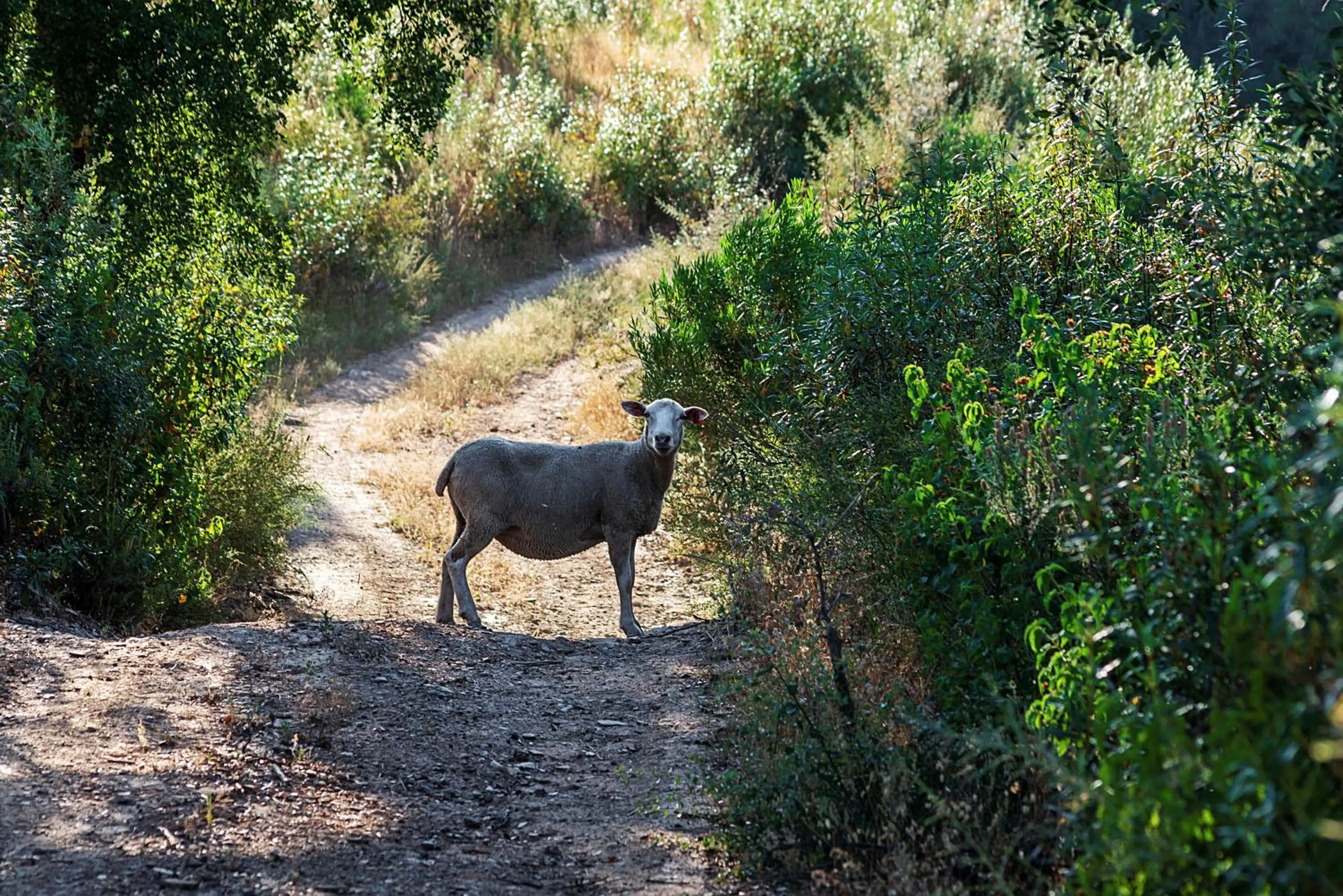 Natural landscape in Convento Sao Paulo - Hotel Rural