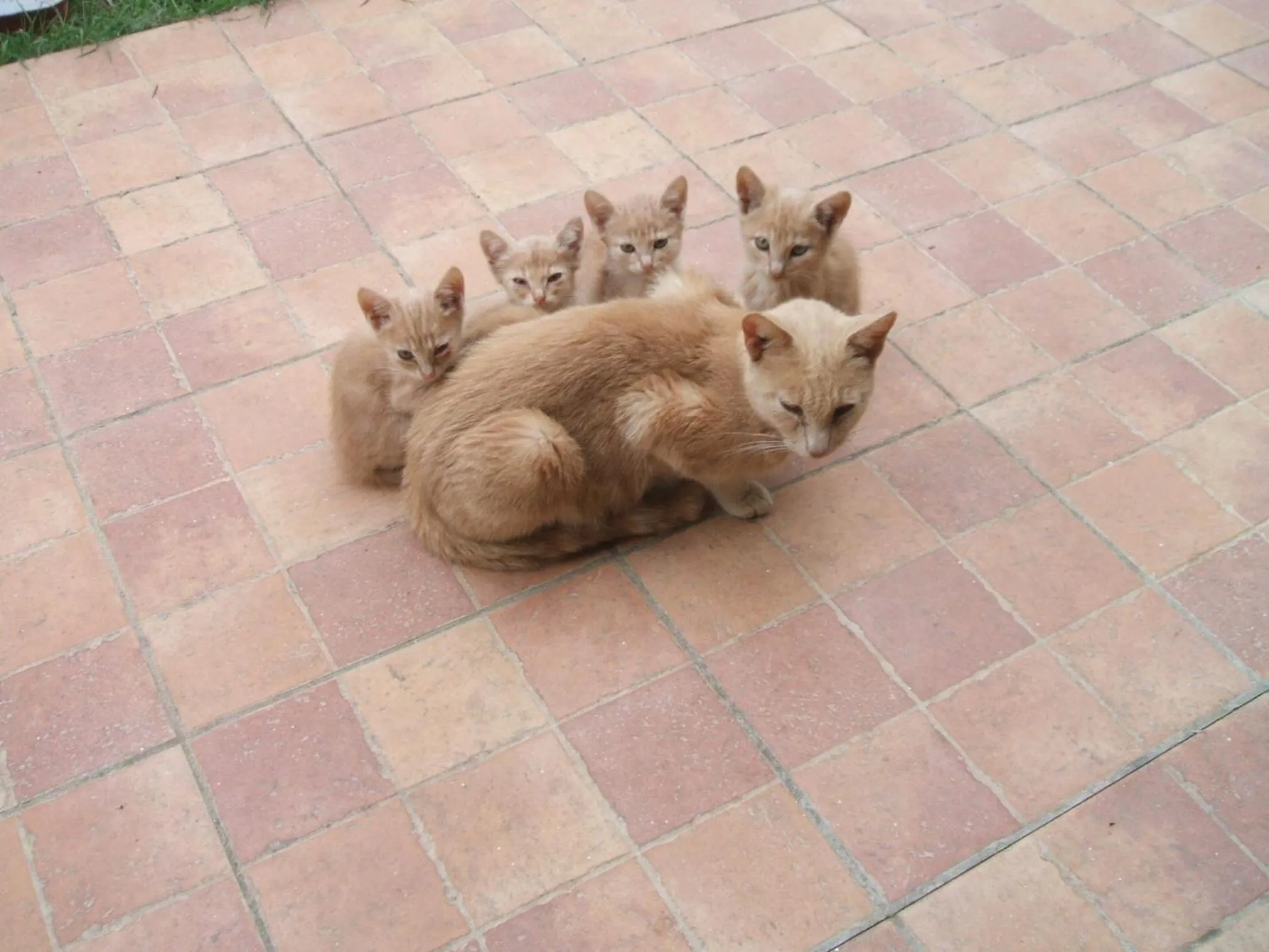 Pets in Casetta Francini