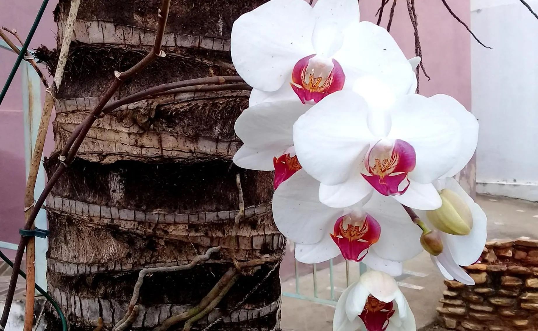 Decorative detail in Pousada Sempre Viva