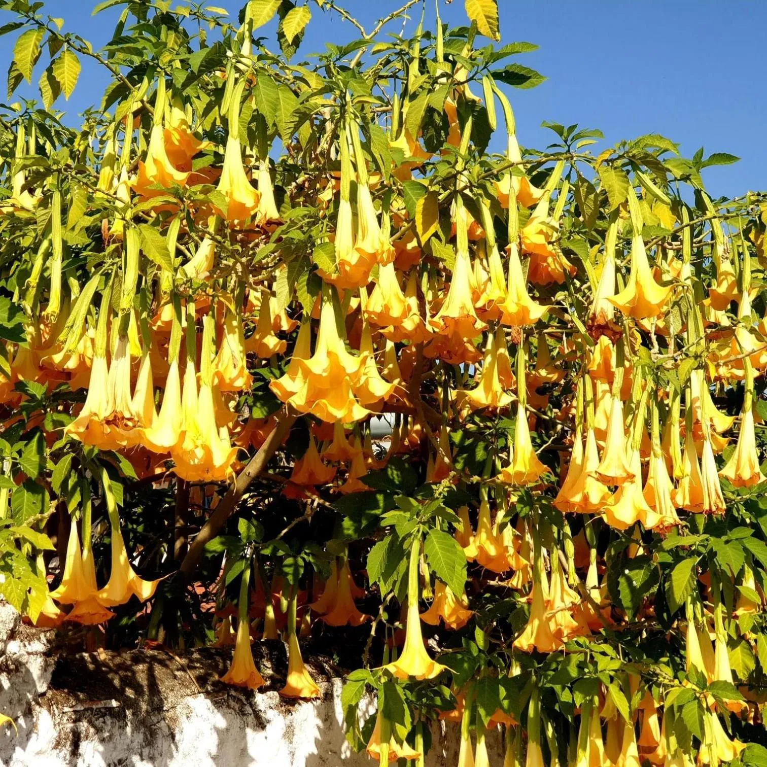 Garden view in Bahaus Resort
