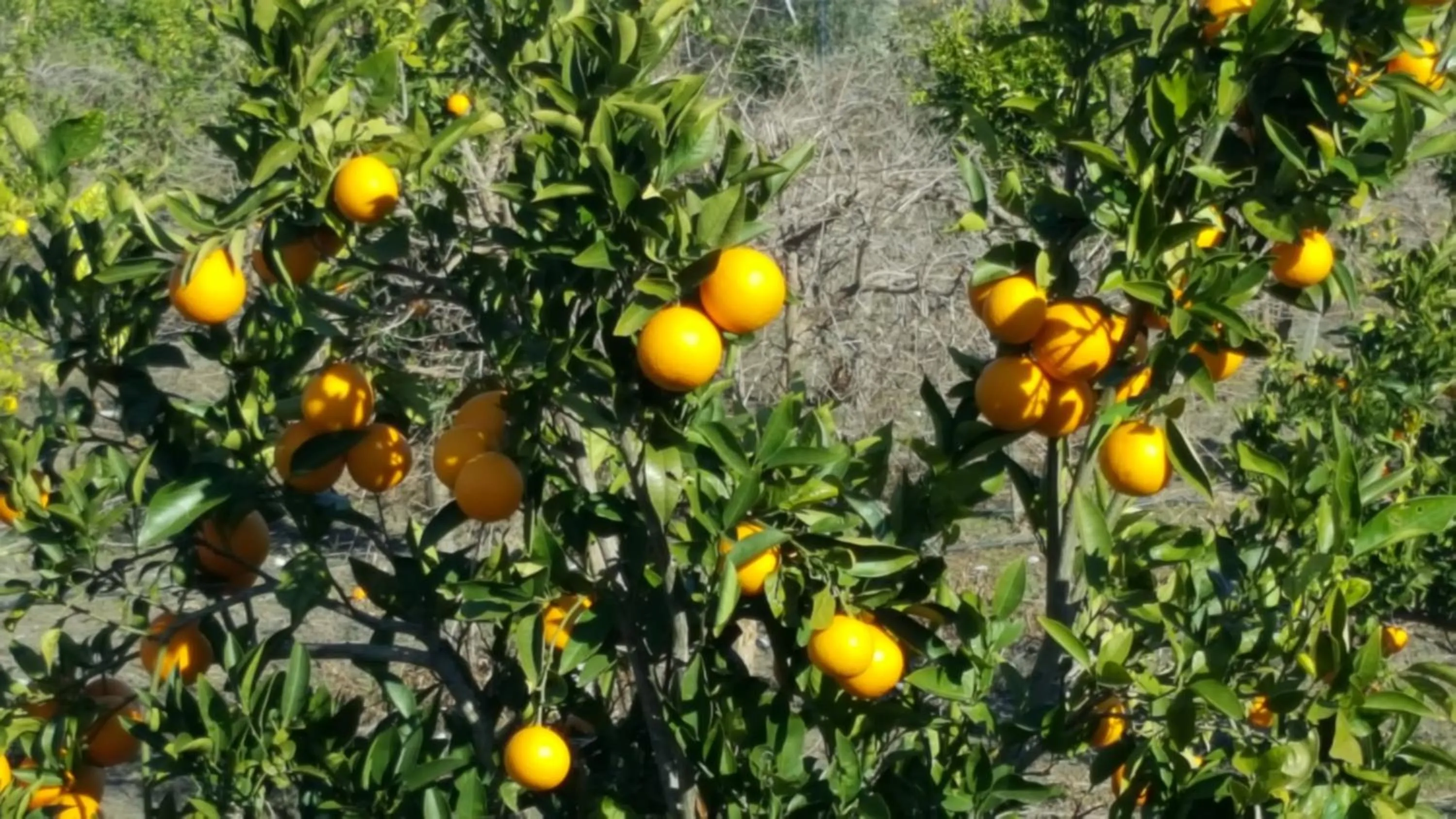 Garden in Bahaus Resort