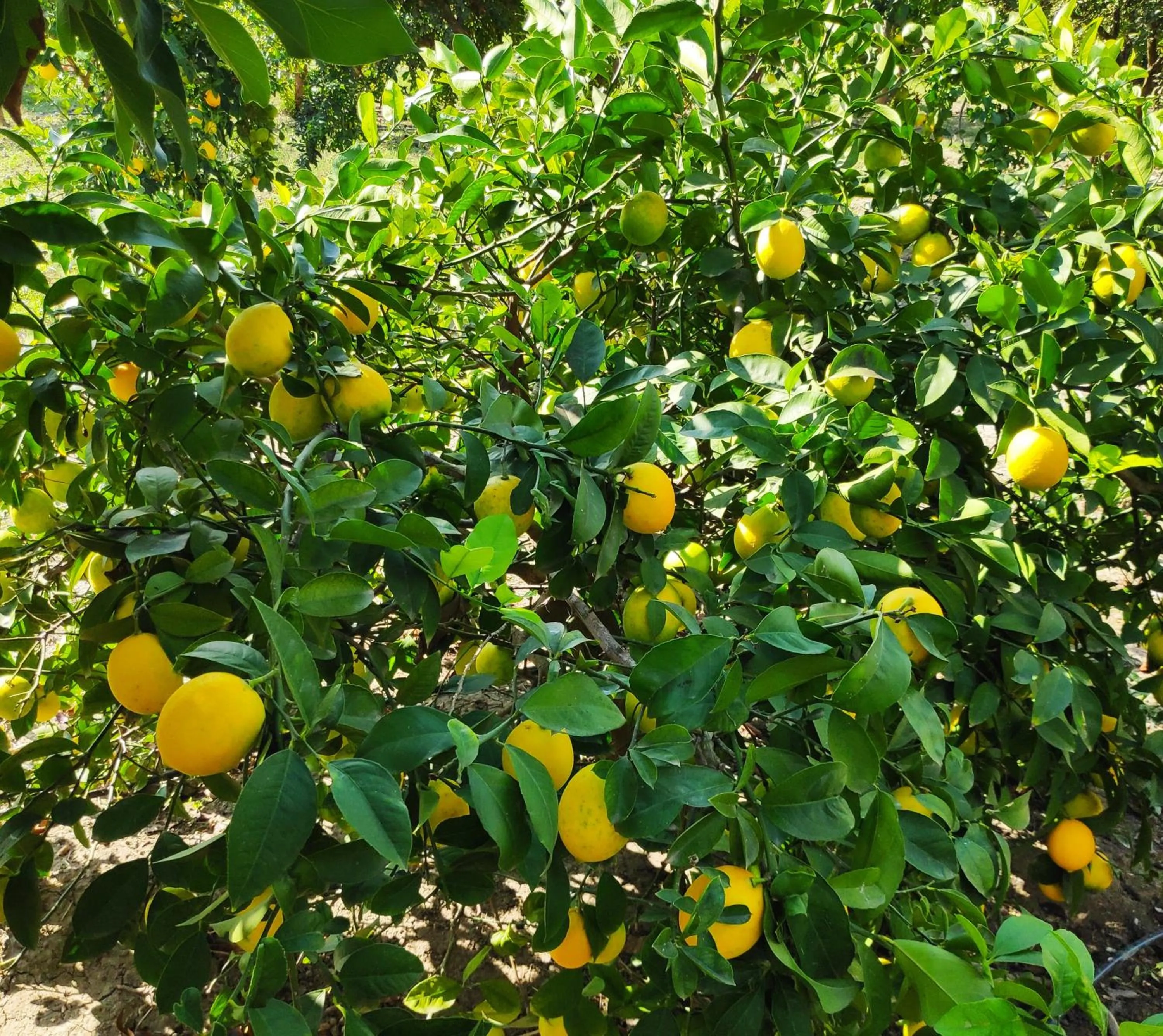 Garden in Bahaus Resort