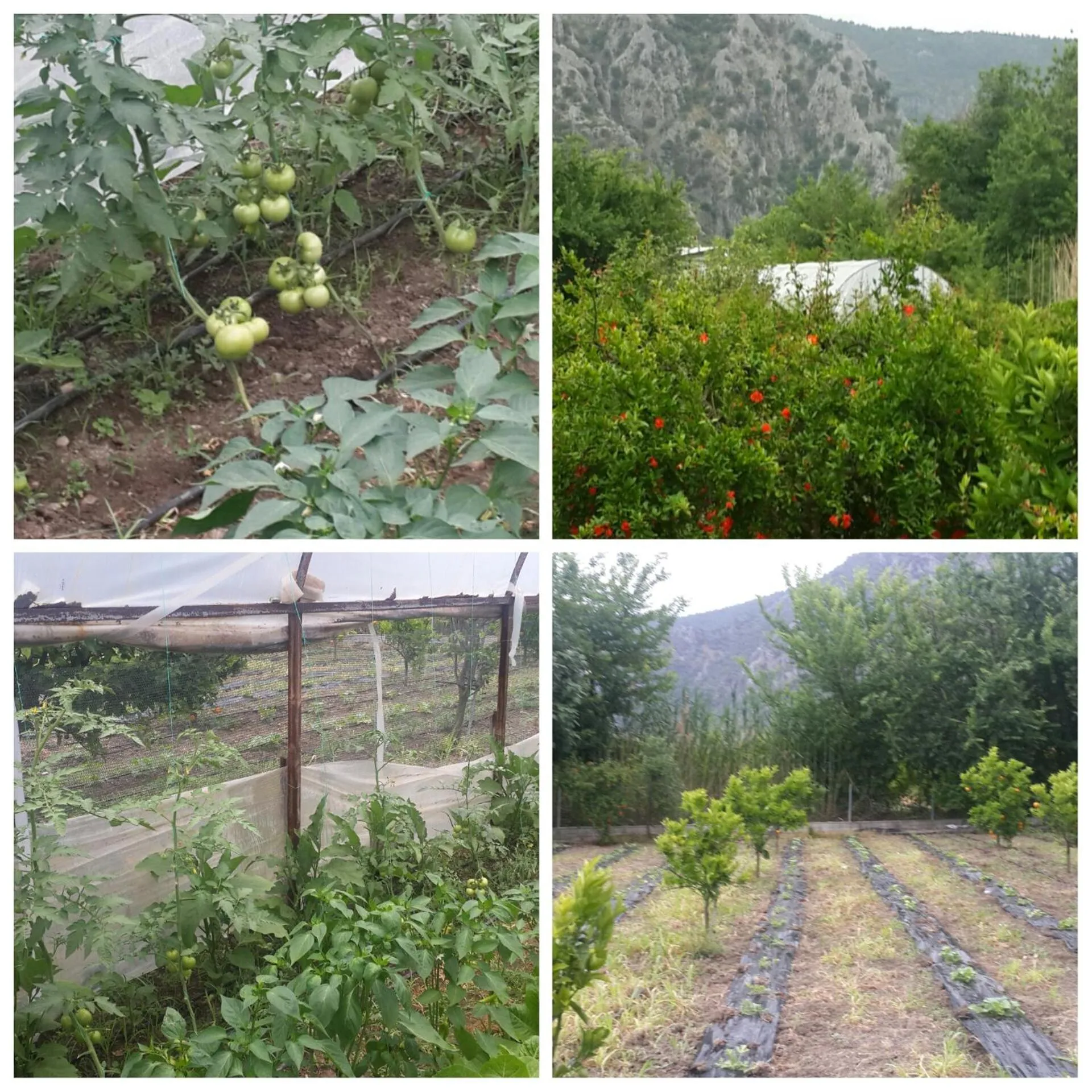 Garden in Bahaus Resort