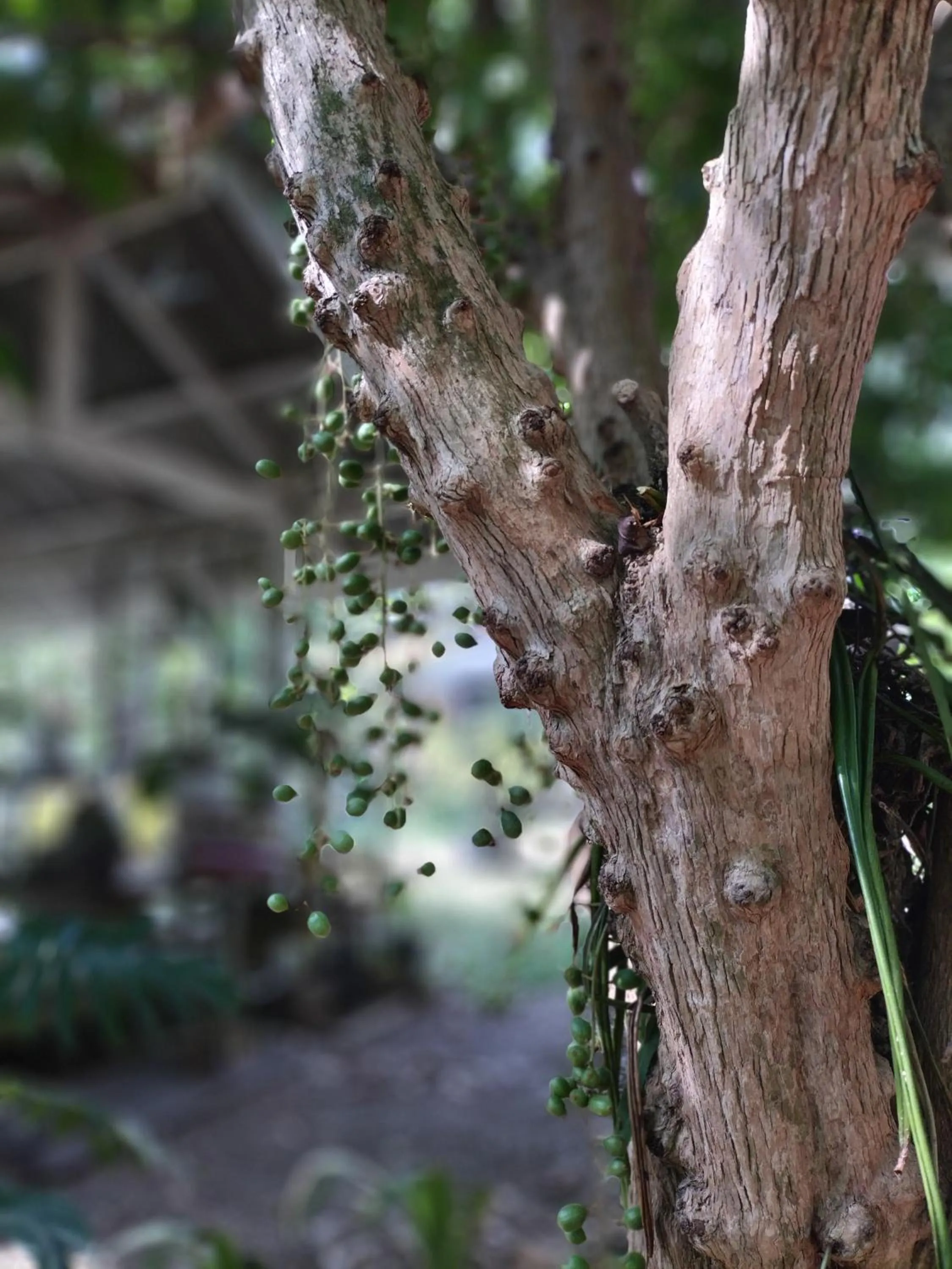 Natural landscape in Baan Hotelier Resort