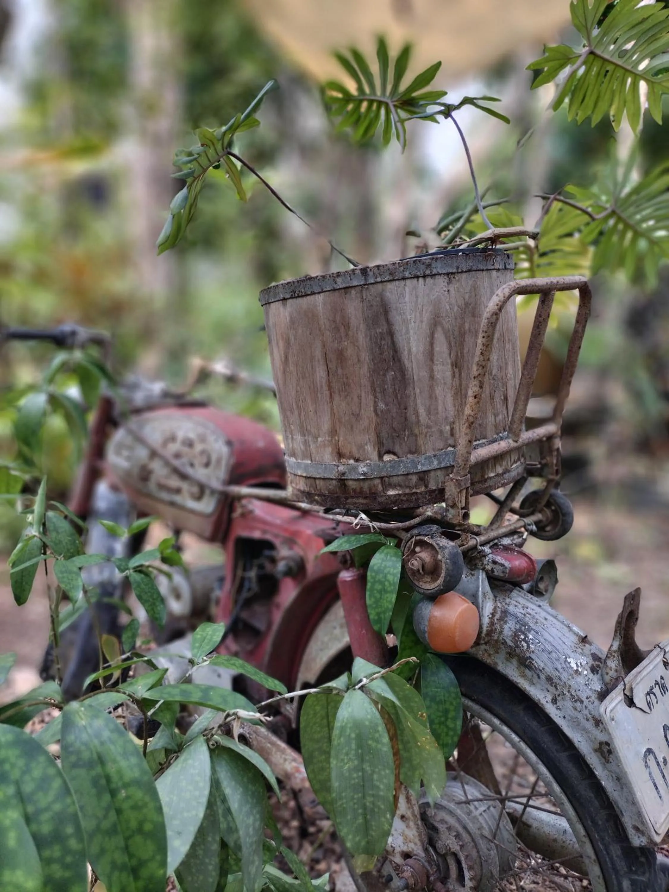 Natural landscape in Baan Hotelier Resort