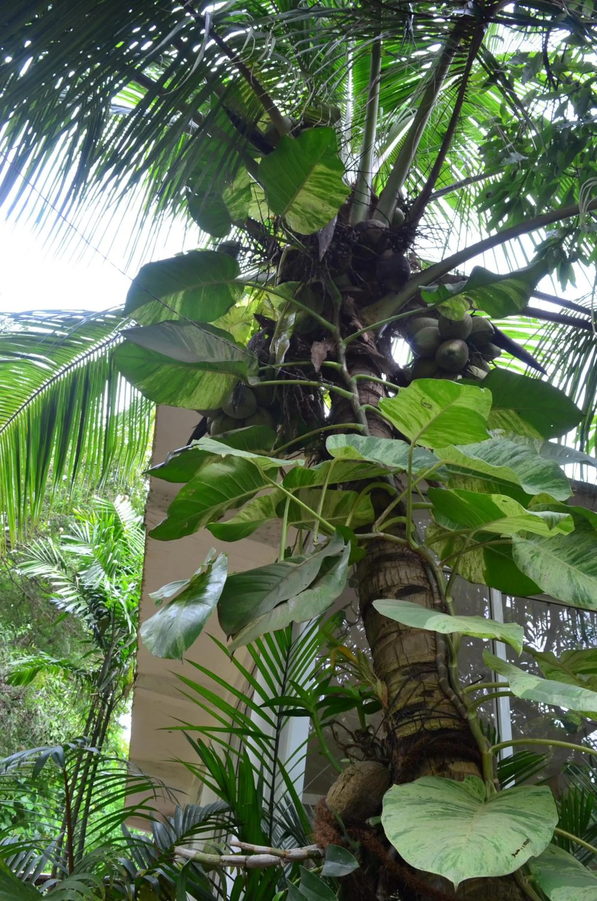 Garden view in Green Garden Resort