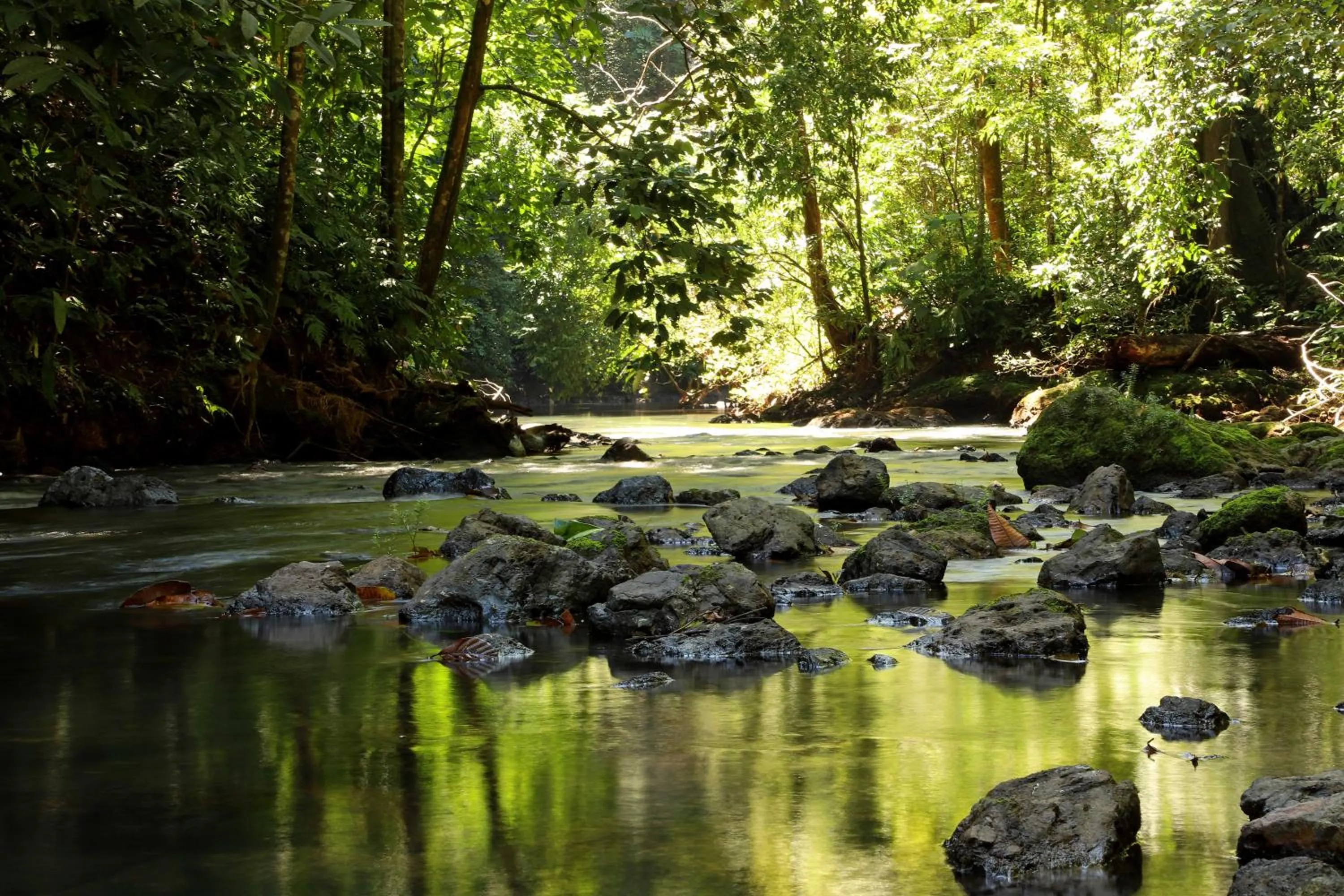 Natural landscape in Aguila de Osa Rainforest Lodge