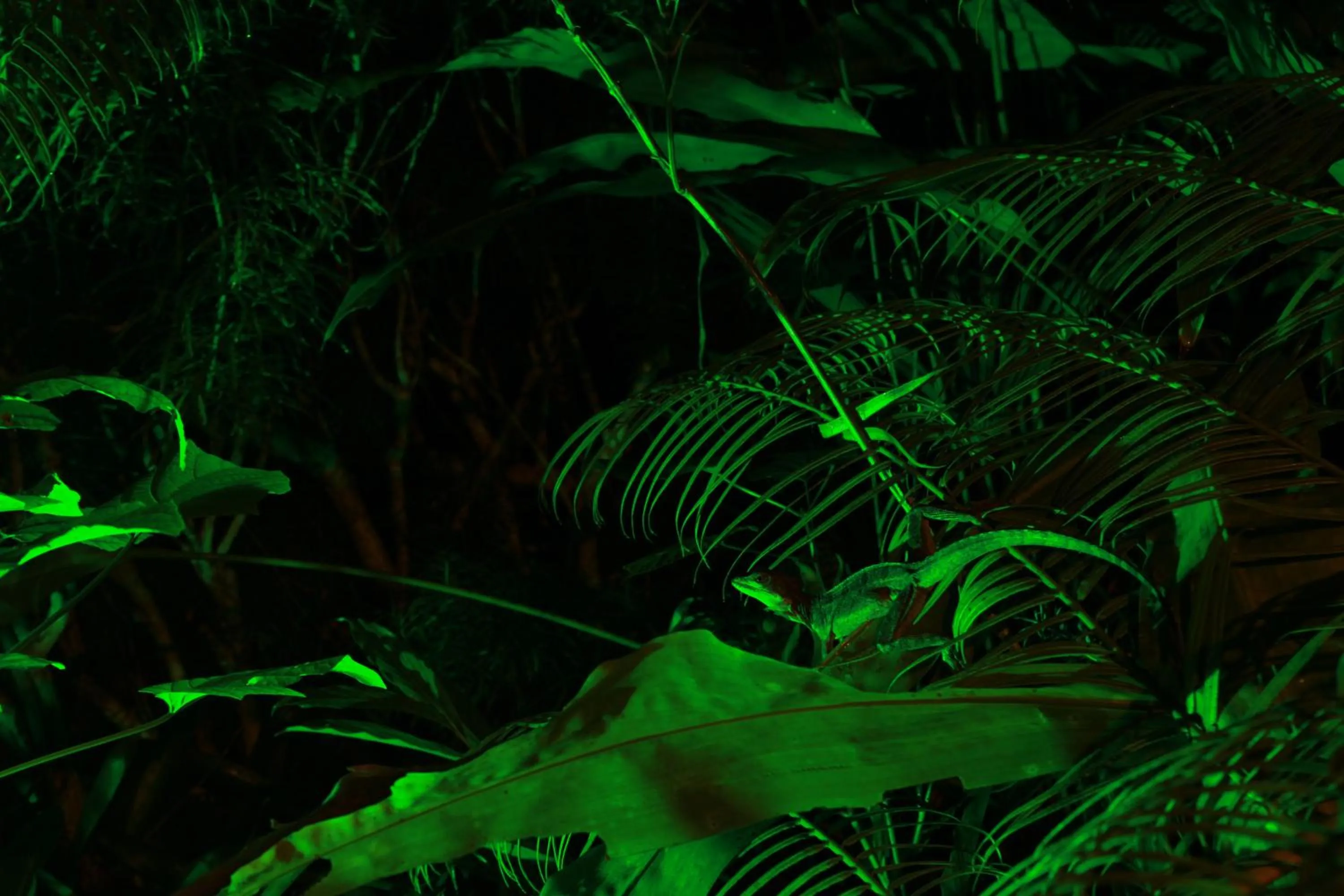 Natural landscape in Aguila de Osa Rainforest Lodge