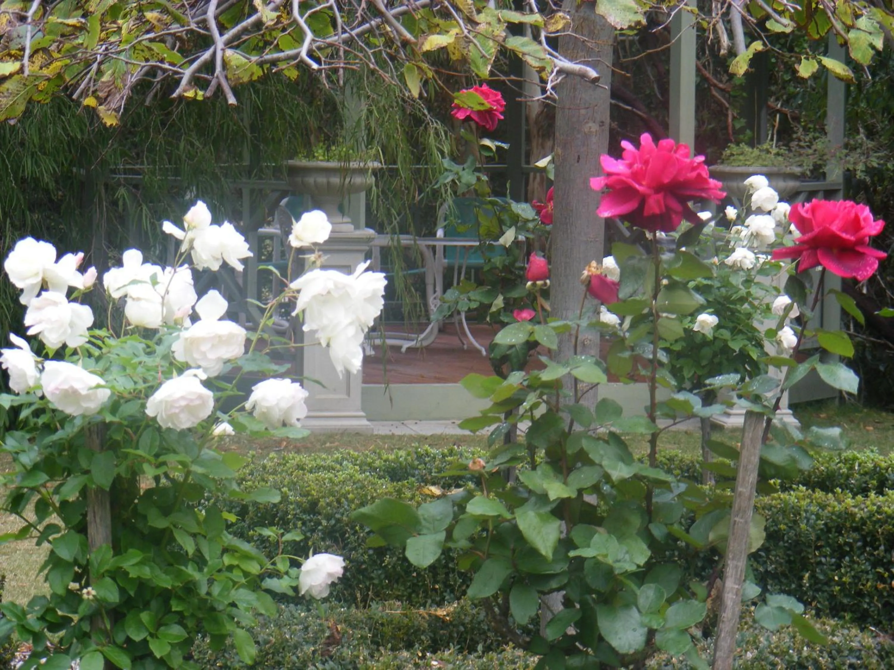 Garden in Weeroona Bed And Breakfast