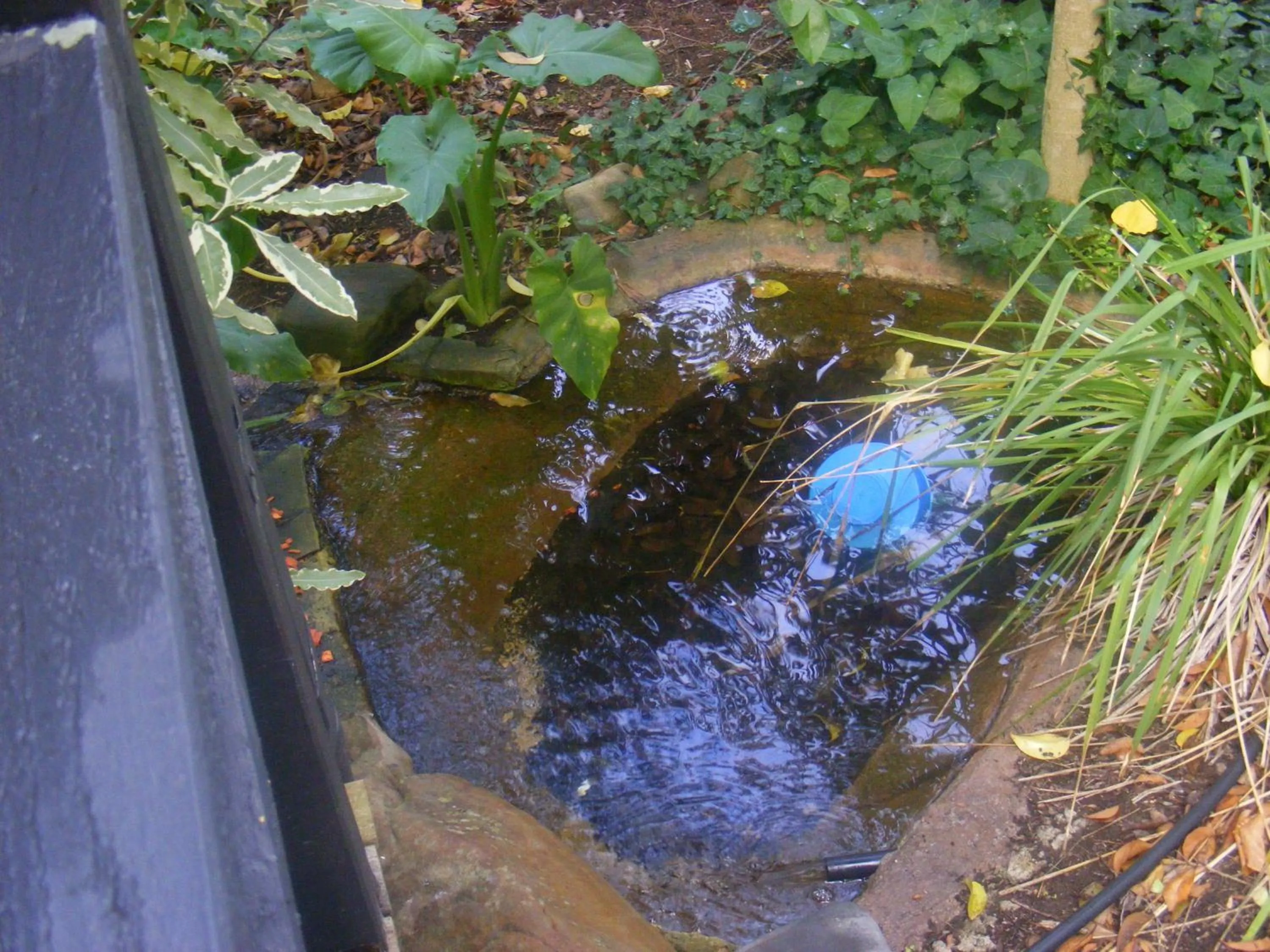 Garden view in Weeroona Bed And Breakfast