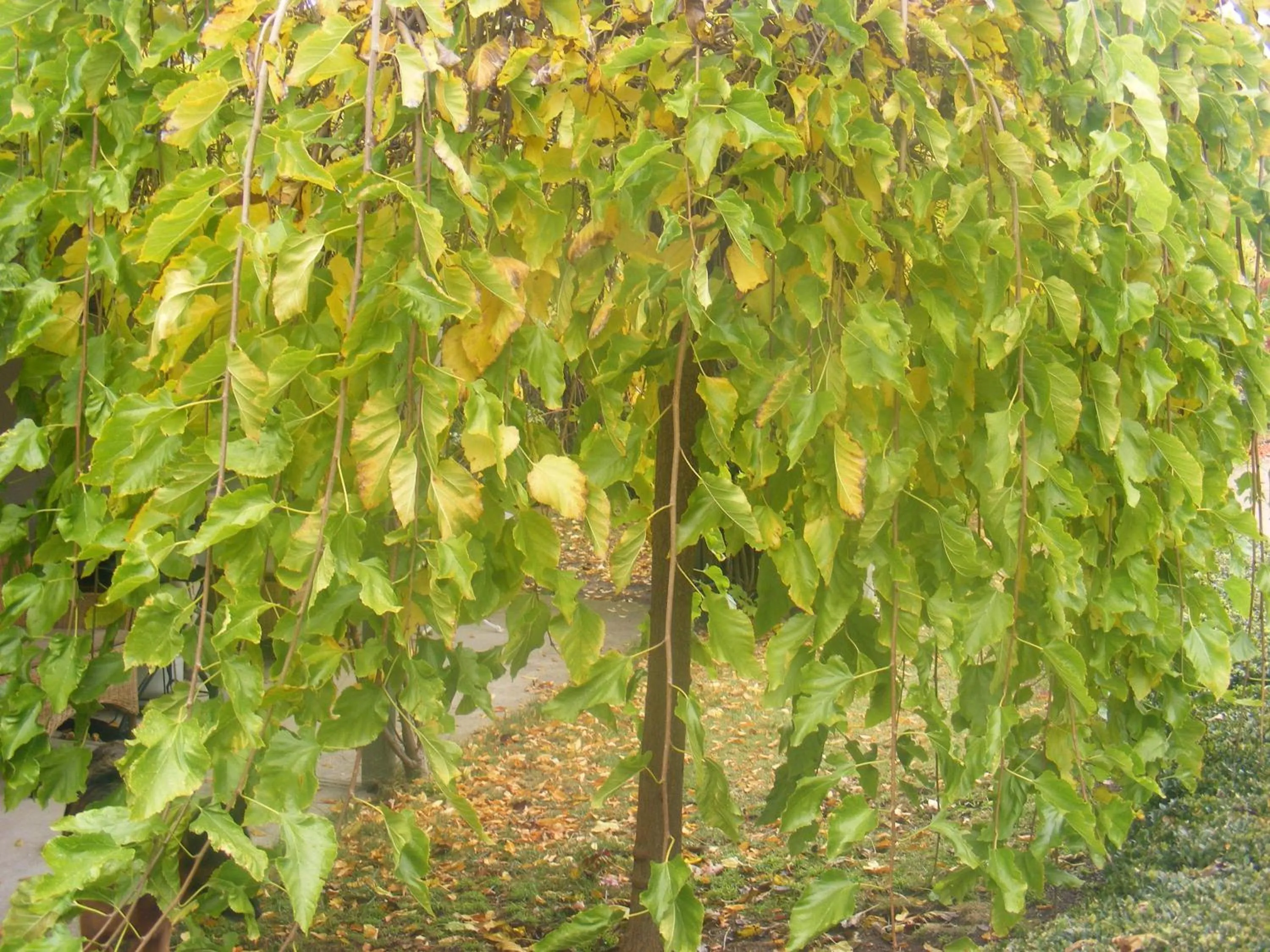 Garden in Weeroona Bed And Breakfast