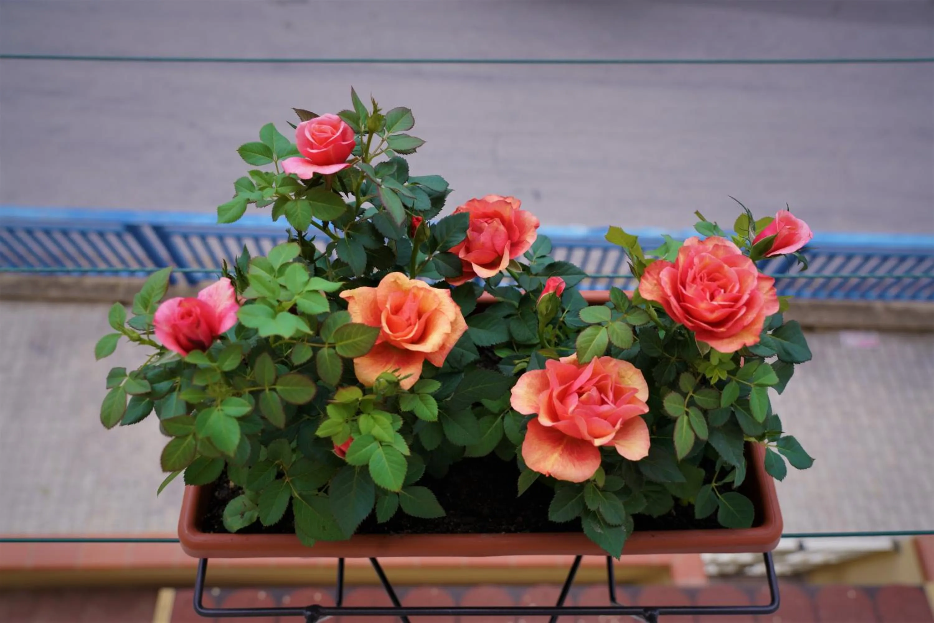 B&B Nodo Francescano