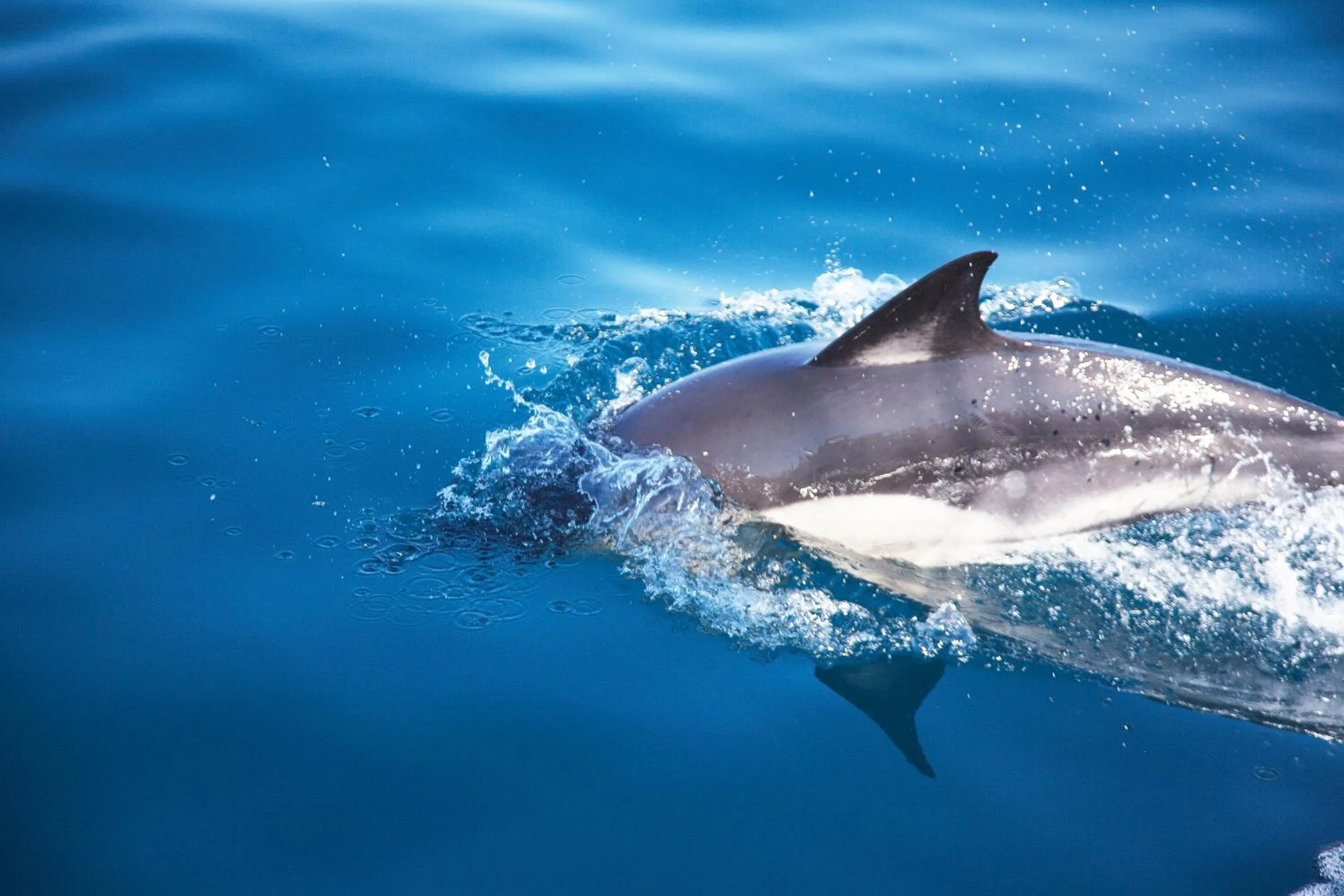 Activities in Hotel do Mar