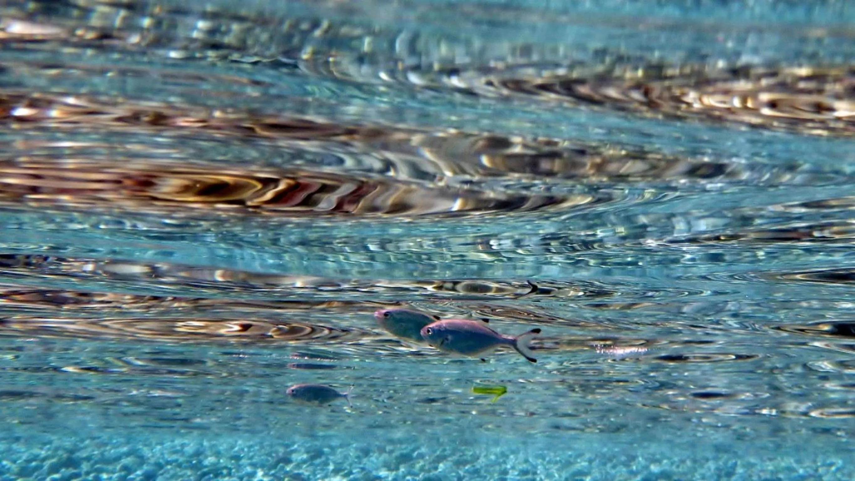 Animals in Dream Island Hotel