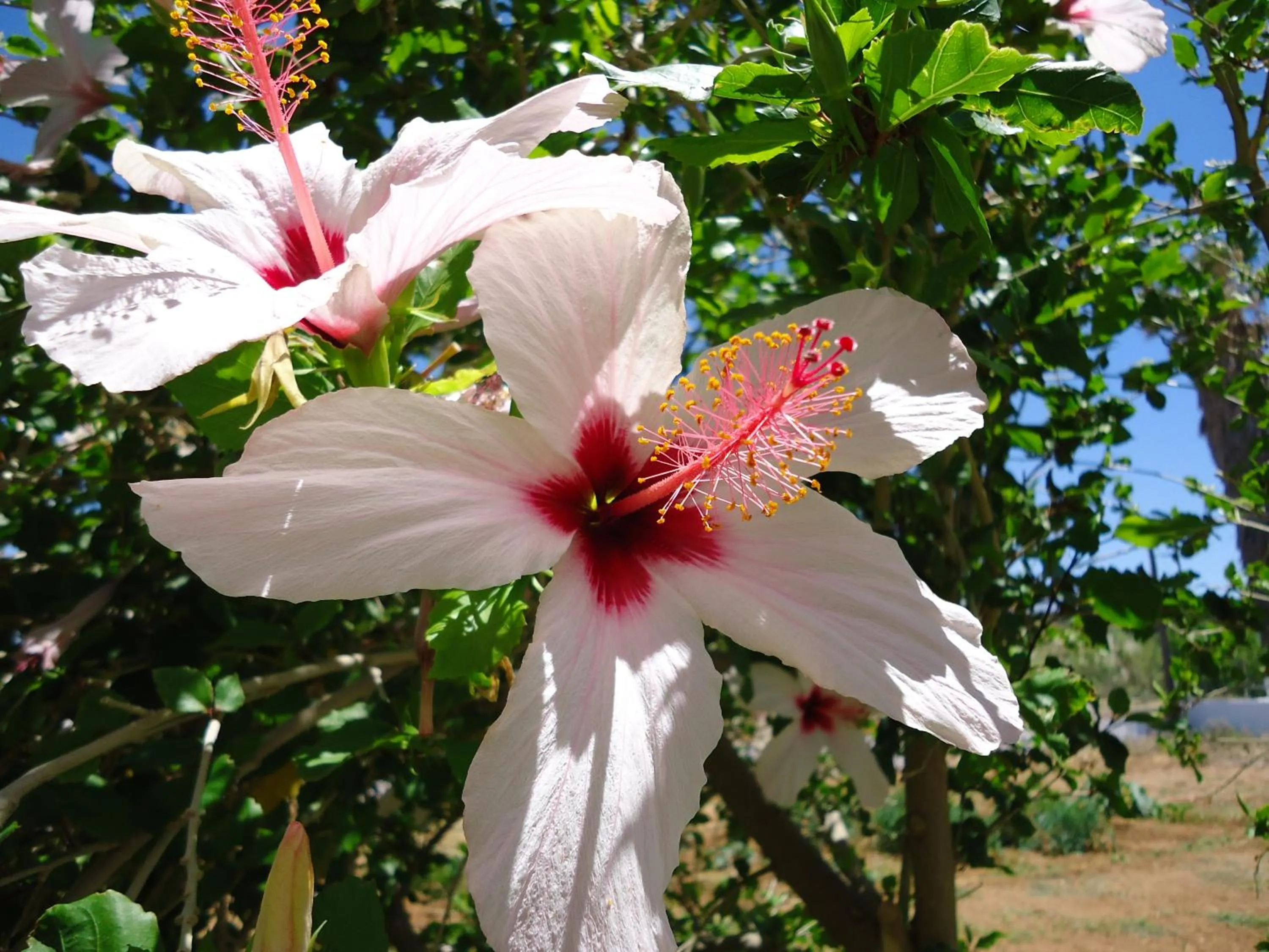 Garden in Almyra Apartments & Suites