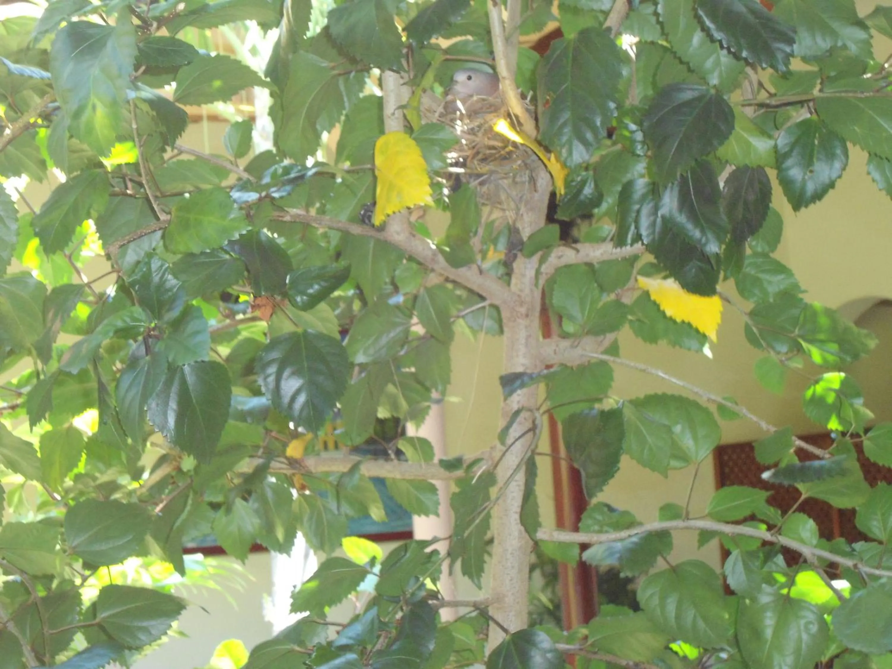 Spring in El Almirante