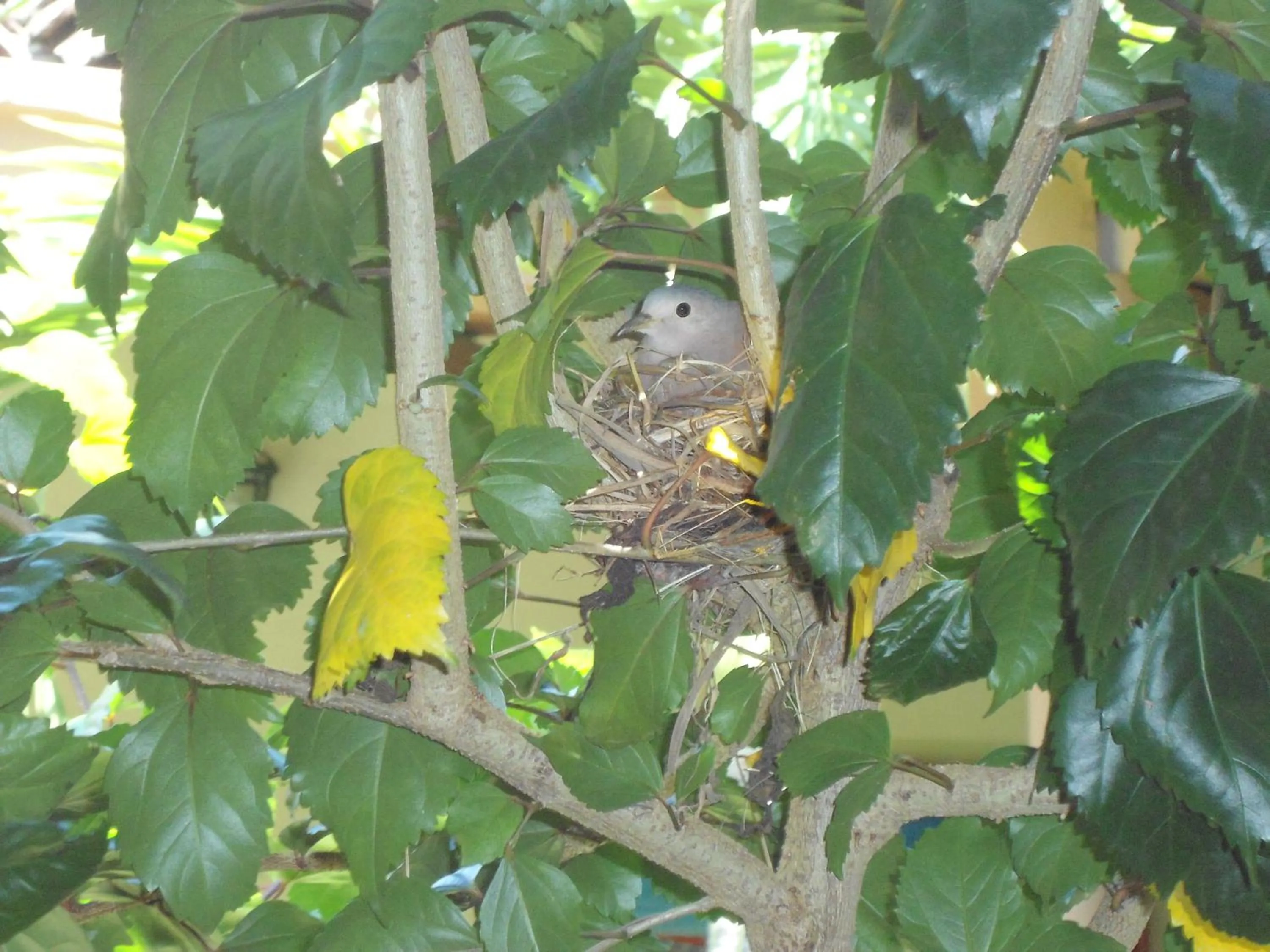 Spring in El Almirante