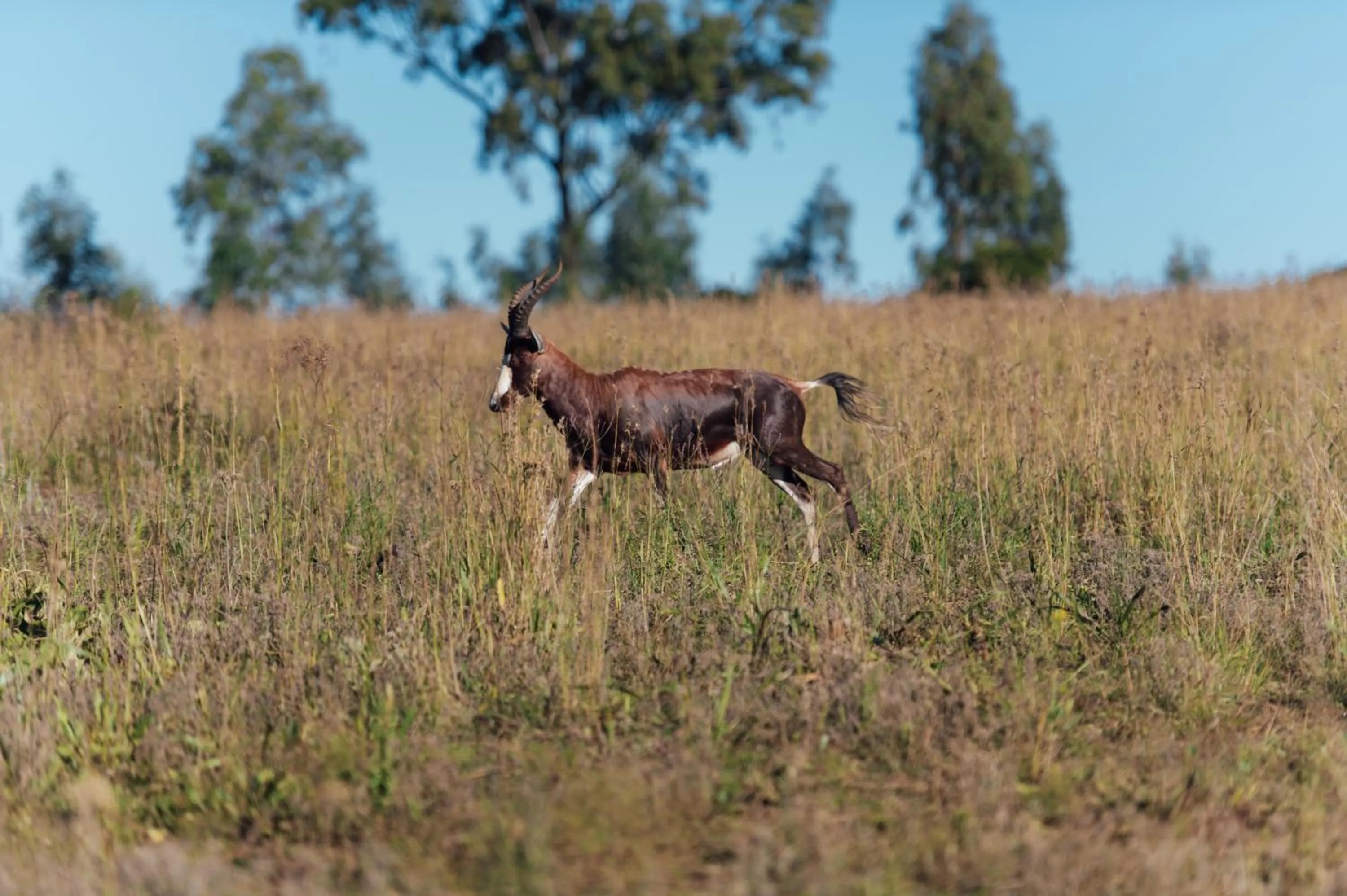 Animals in Thaba Eco Hotel
