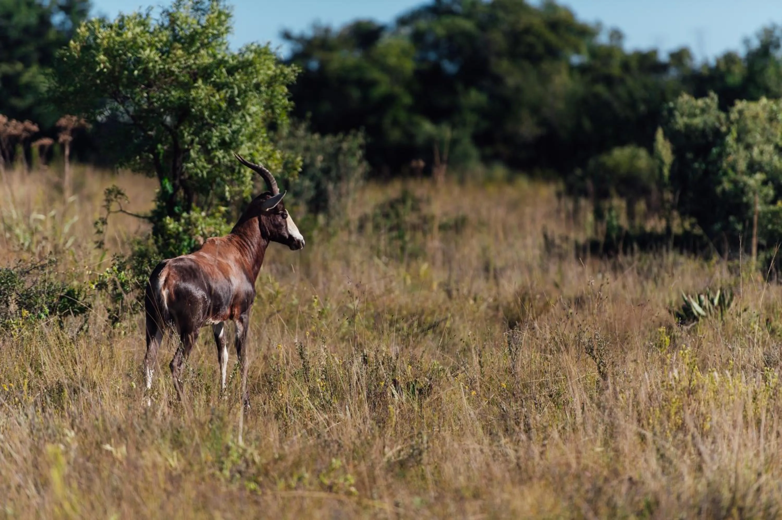 Animals in Thaba Eco Hotel