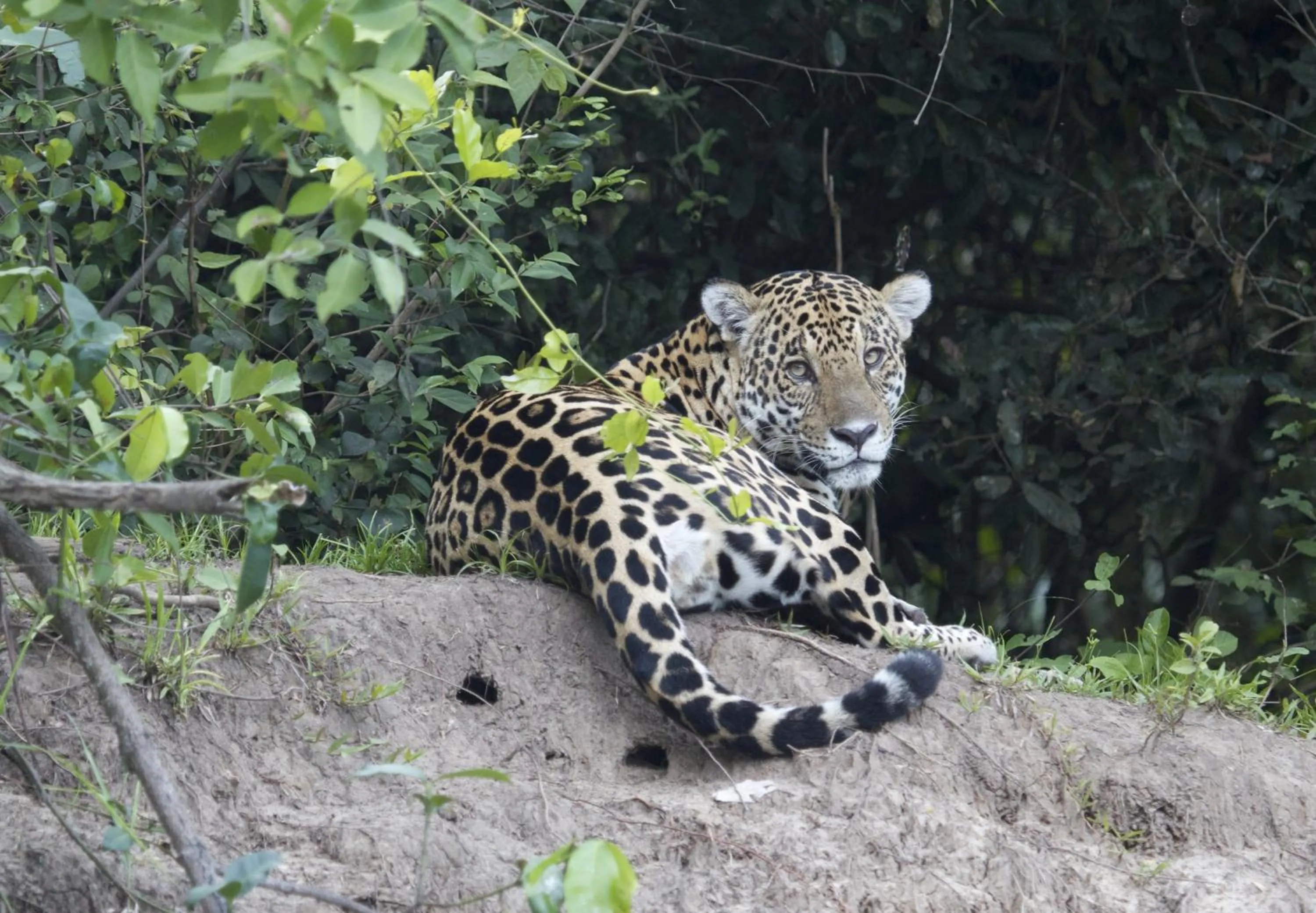 Activities in Fazenda San Francisco