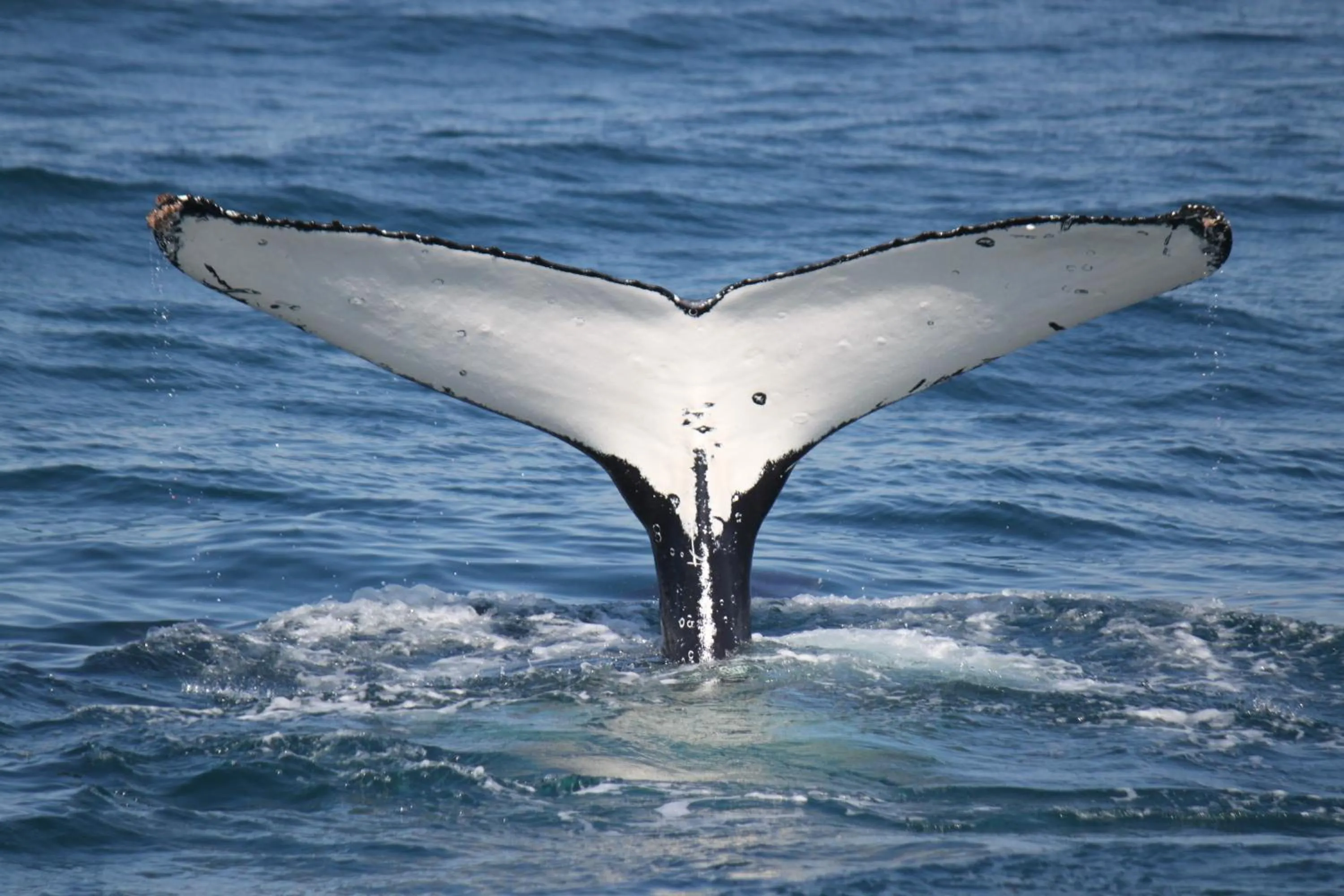 Activities in Ingenia Holidays Eden Beachfront