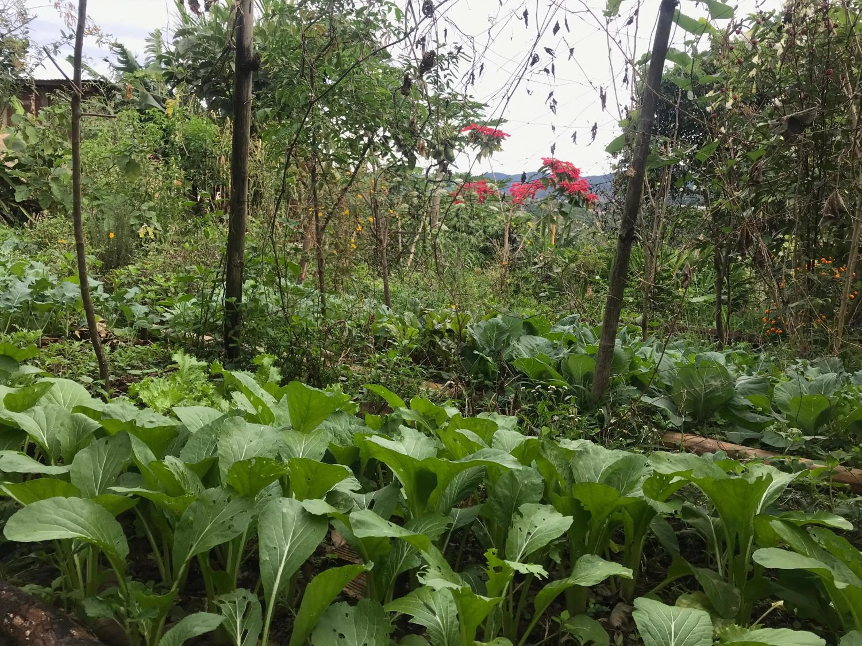 Restaurant/places to eat in Midori Heritage Coffee Farm