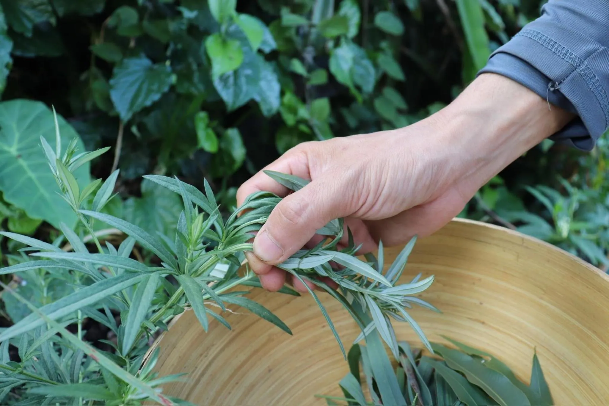 Garden in Midori Heritage Coffee Farm