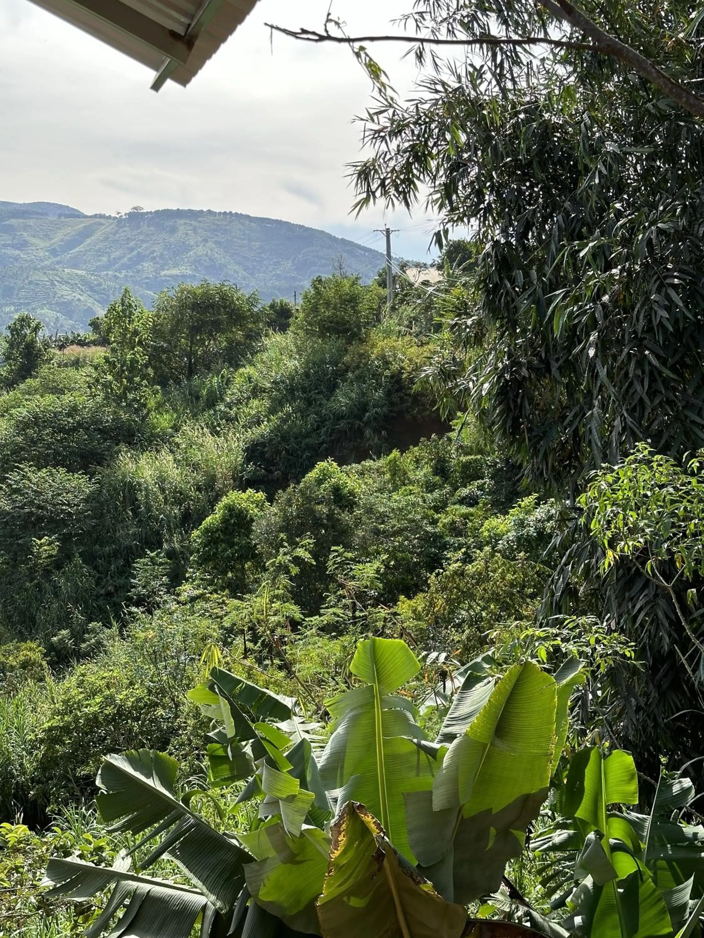 Natural landscape in Midori Heritage Coffee Farm