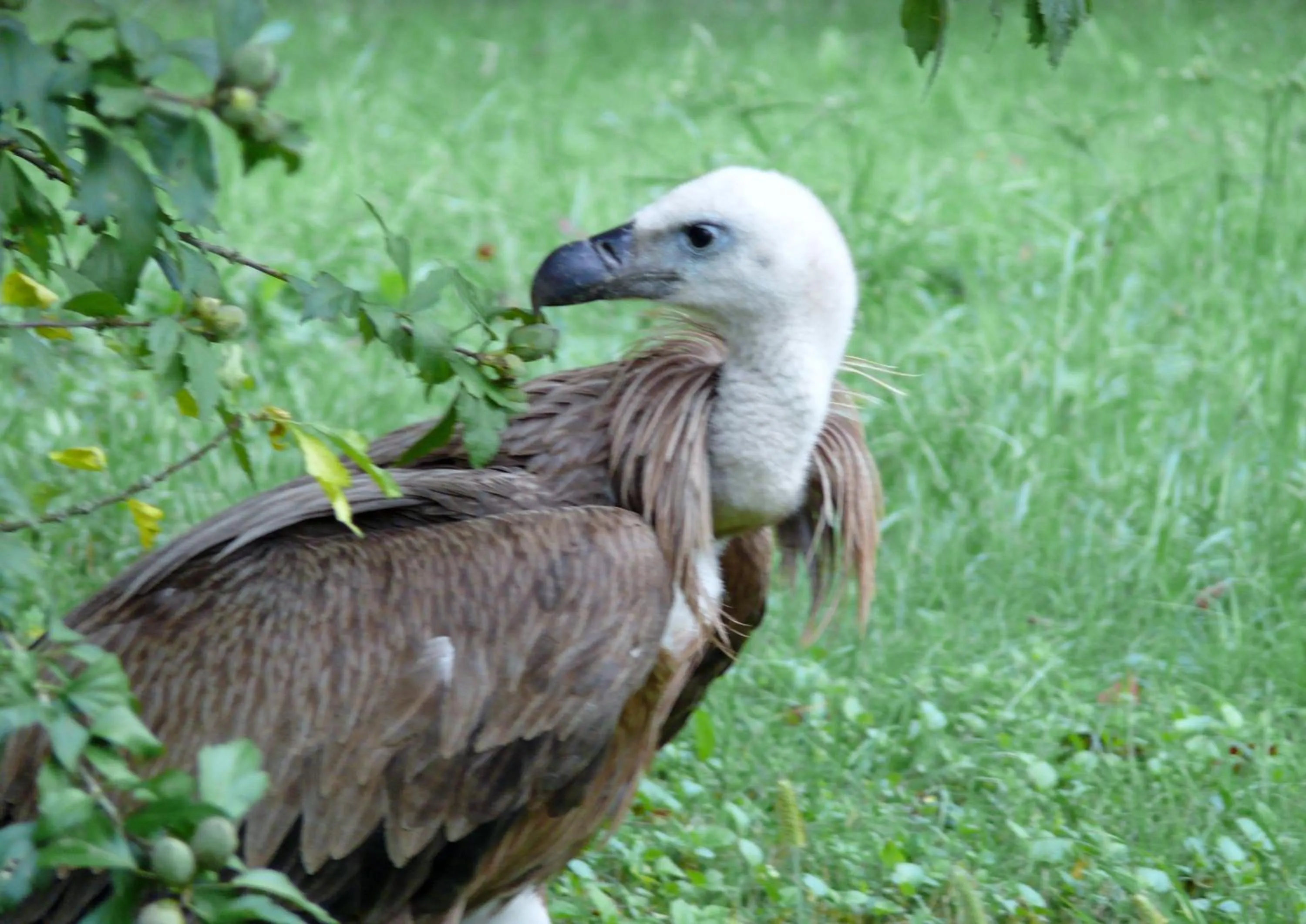 Animals in chambre chez sylvie