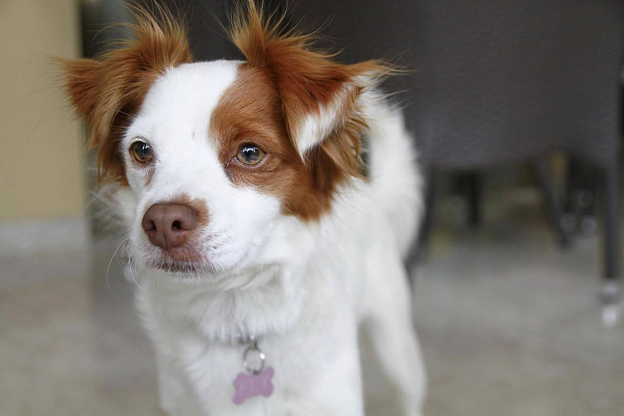 Pets in Hotel Bellerofonte