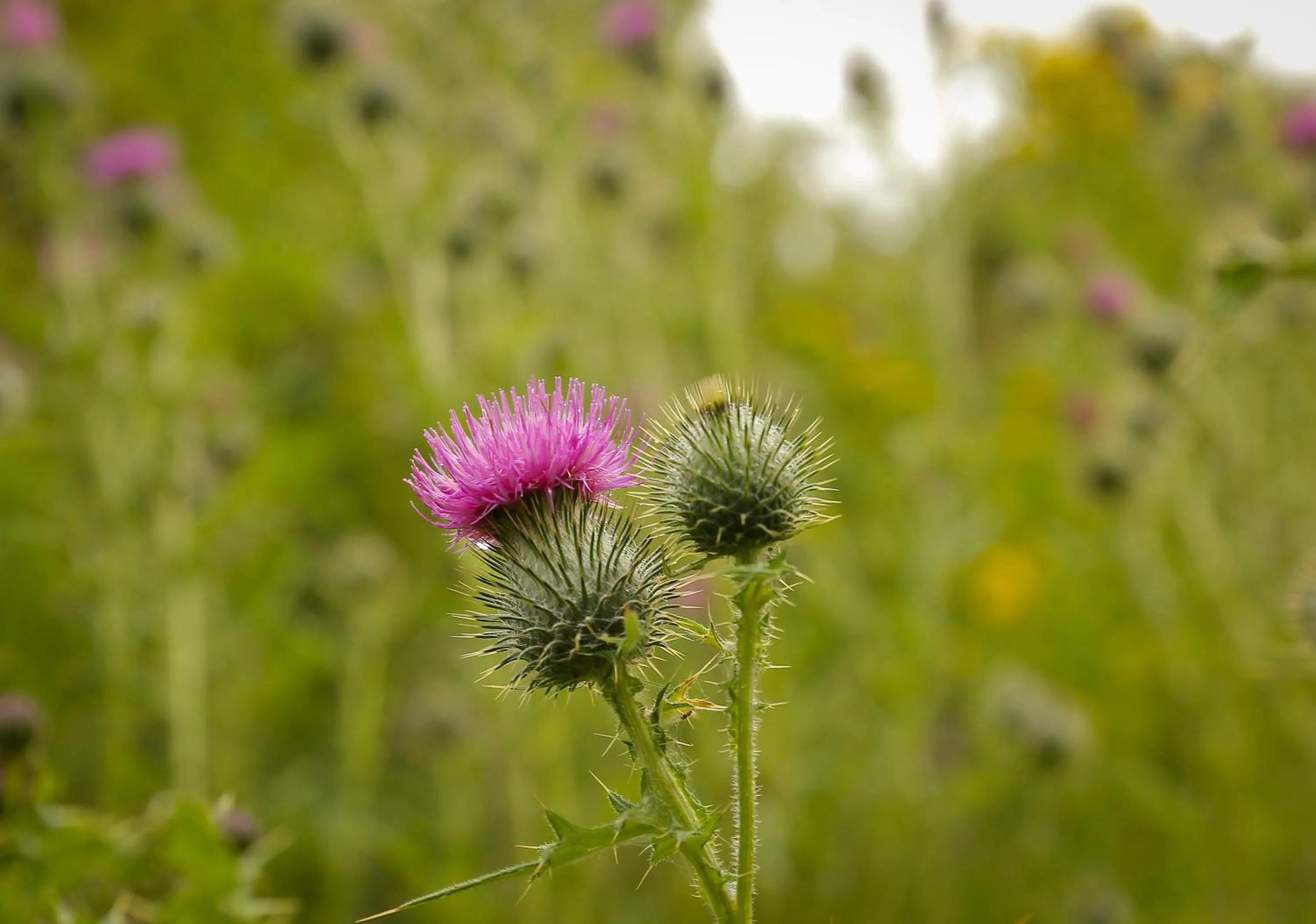 Natural landscape in Perth Youth Hostel and Apartments