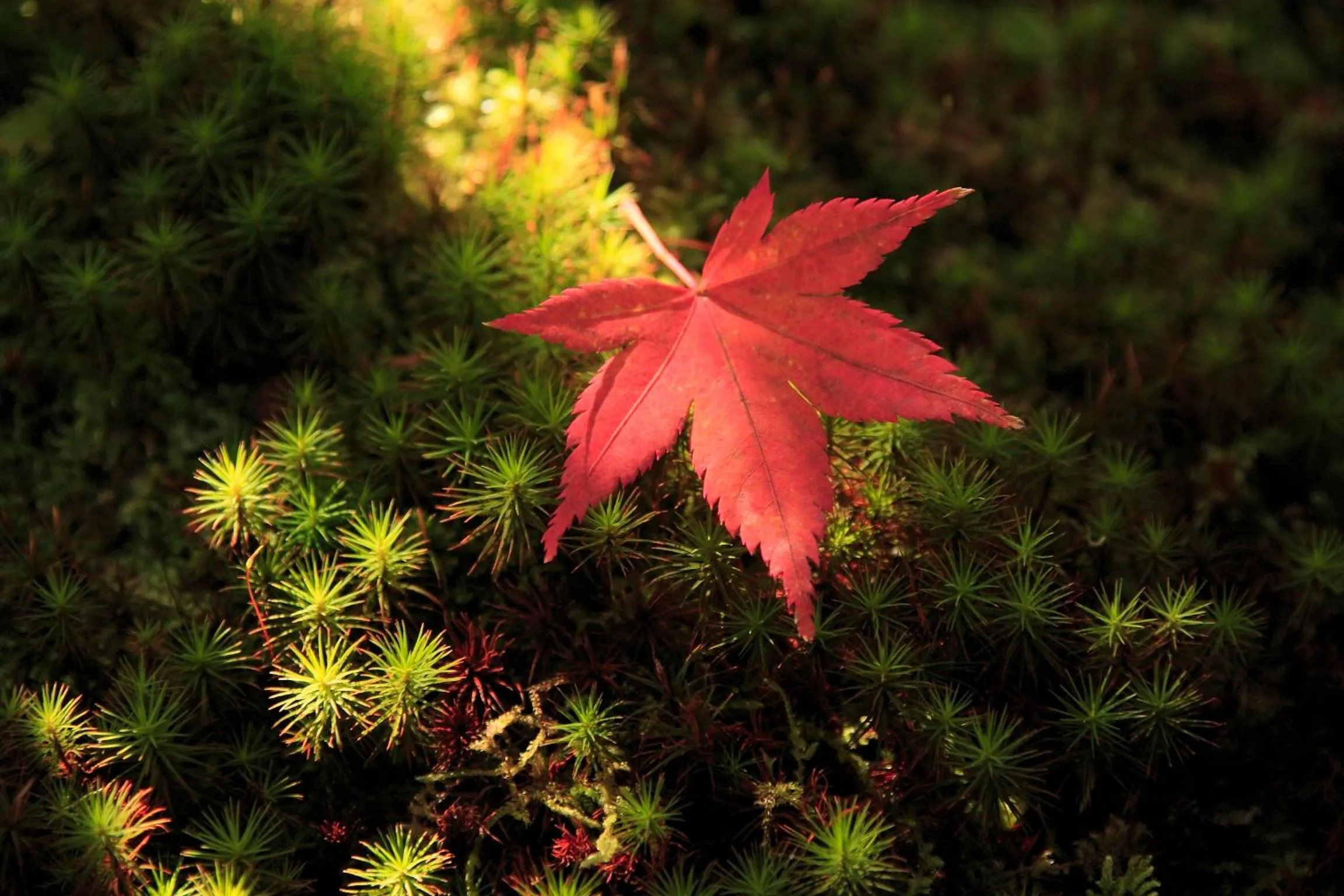 Other in Yufuin Onsen Hinoharu Ryokan