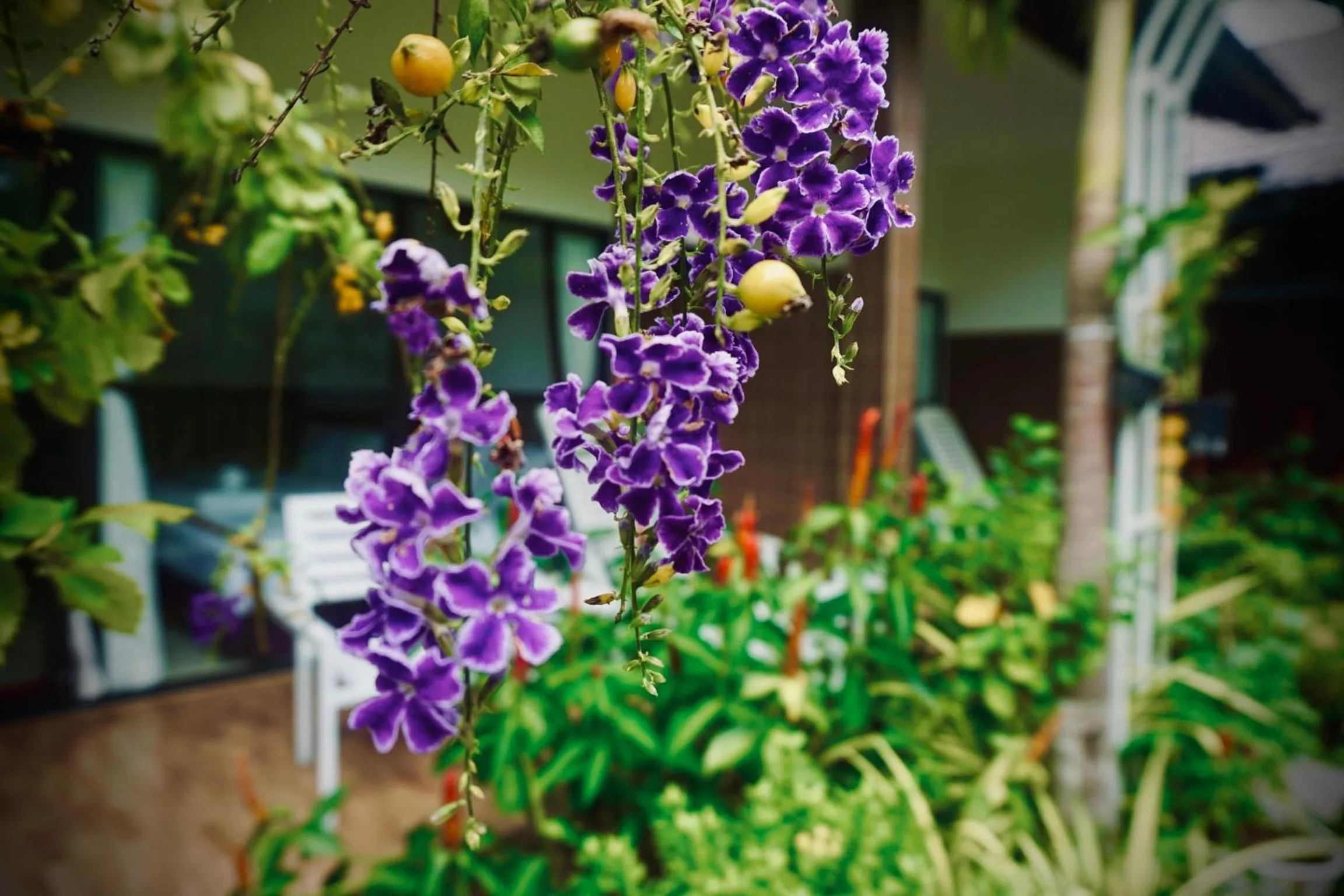 Facade/entrance in Canary Bungalow