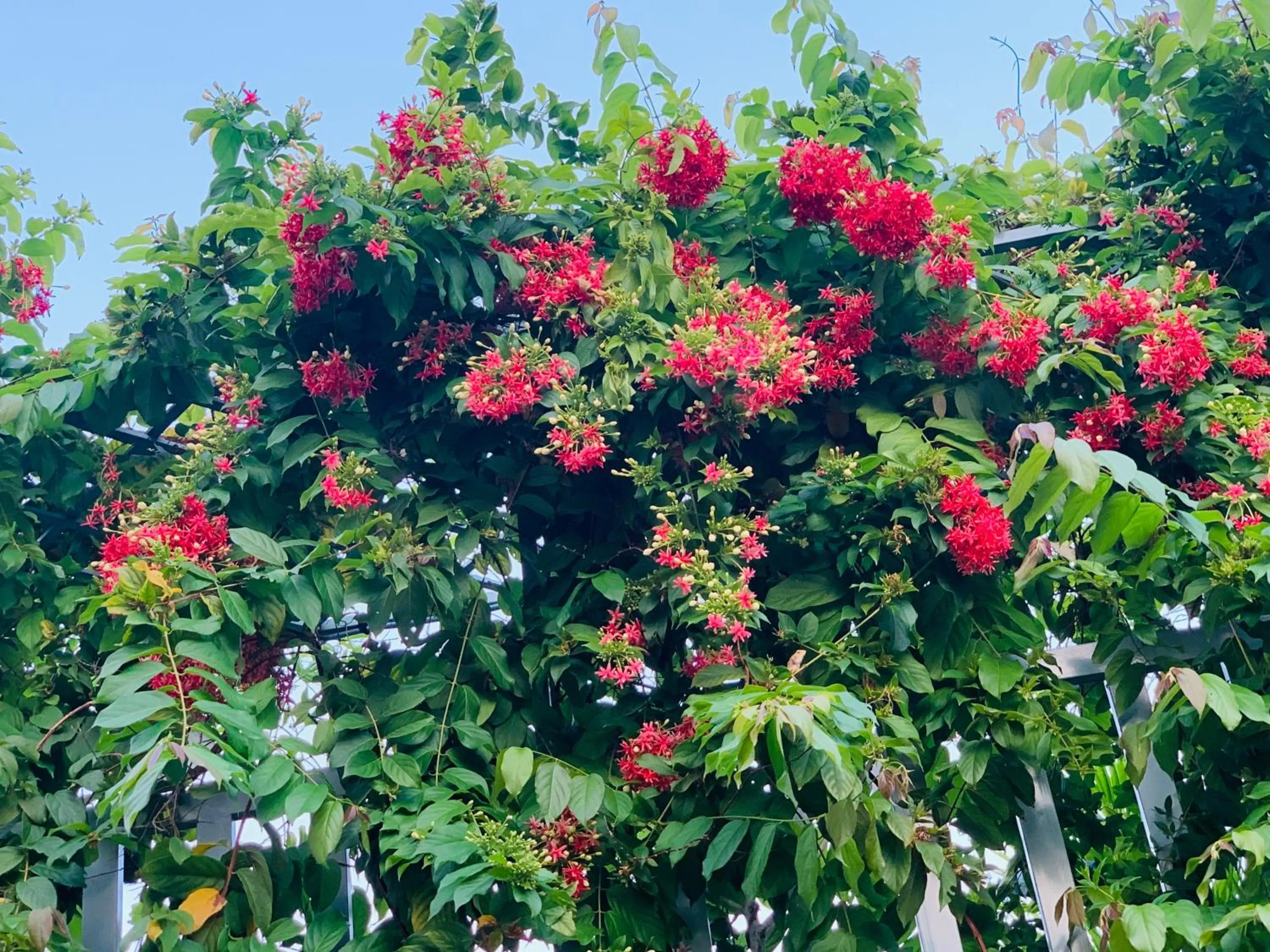 Garden in Canary Bungalow