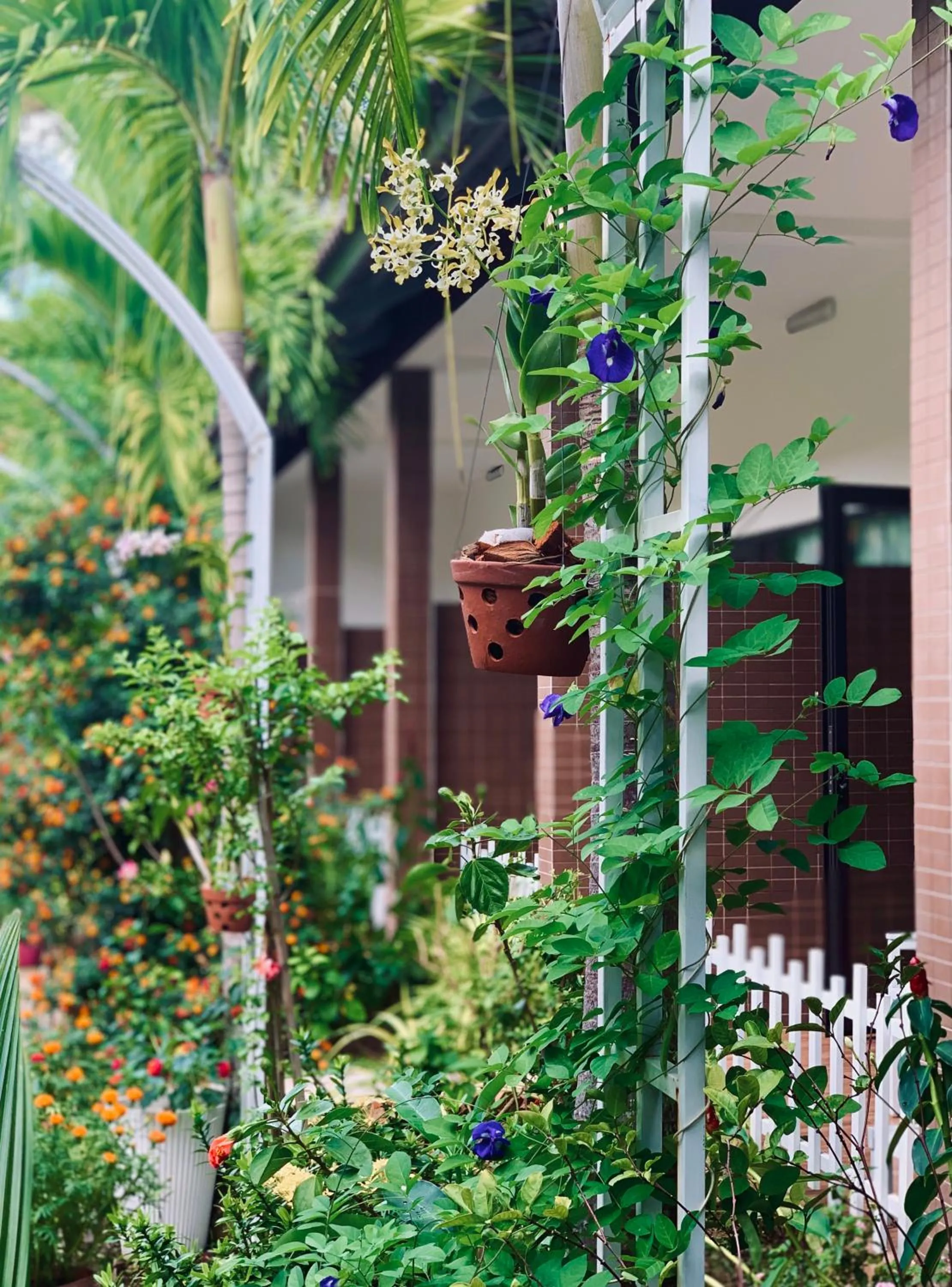 Garden in Canary Bungalow