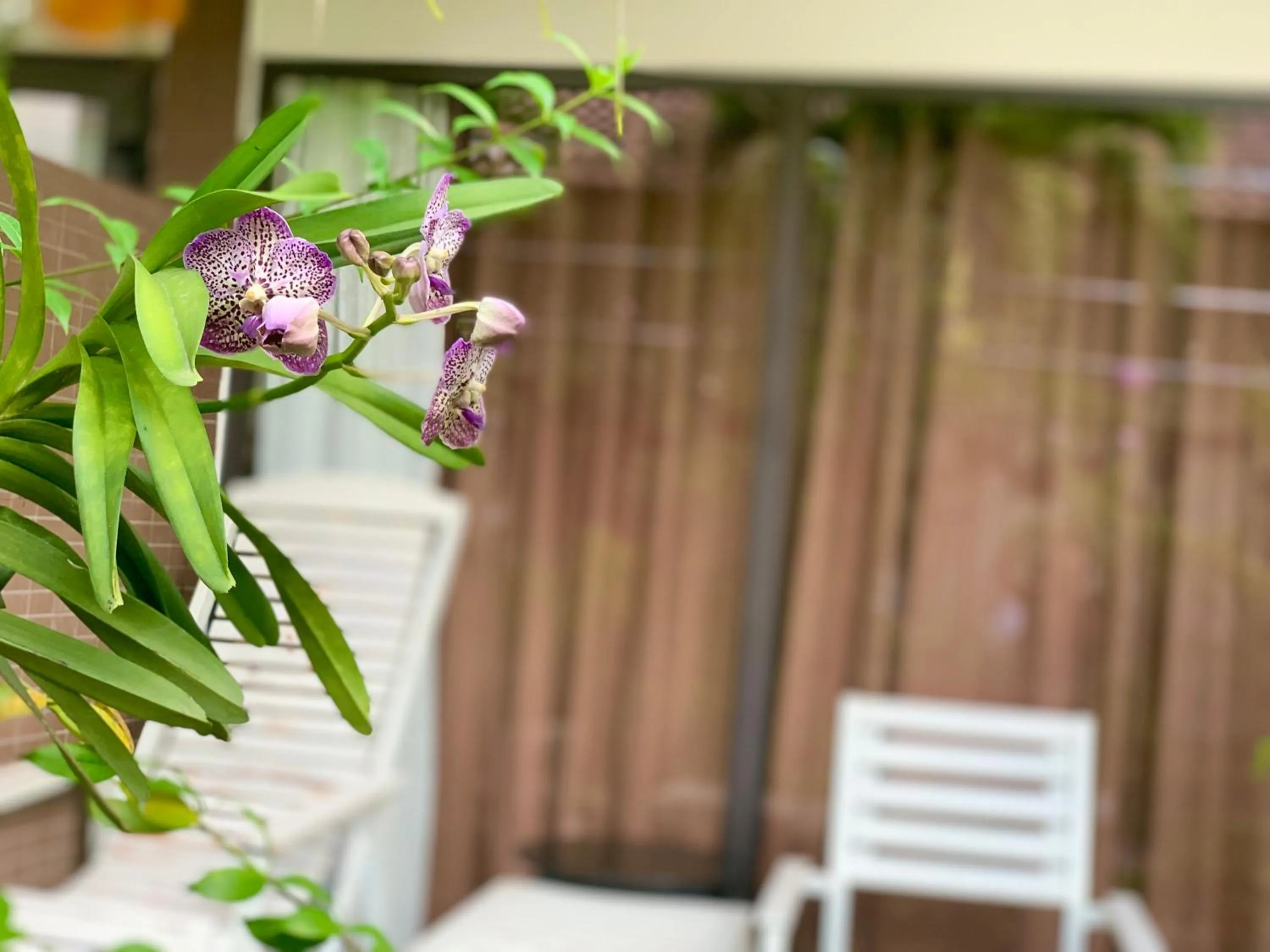 Garden in Canary Bungalow