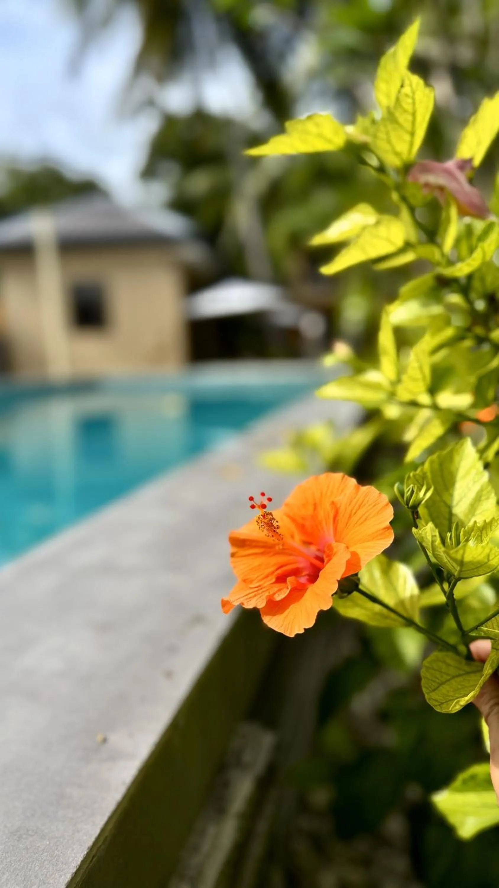Swimming pool in Southseas Beach Resort and Dive Center