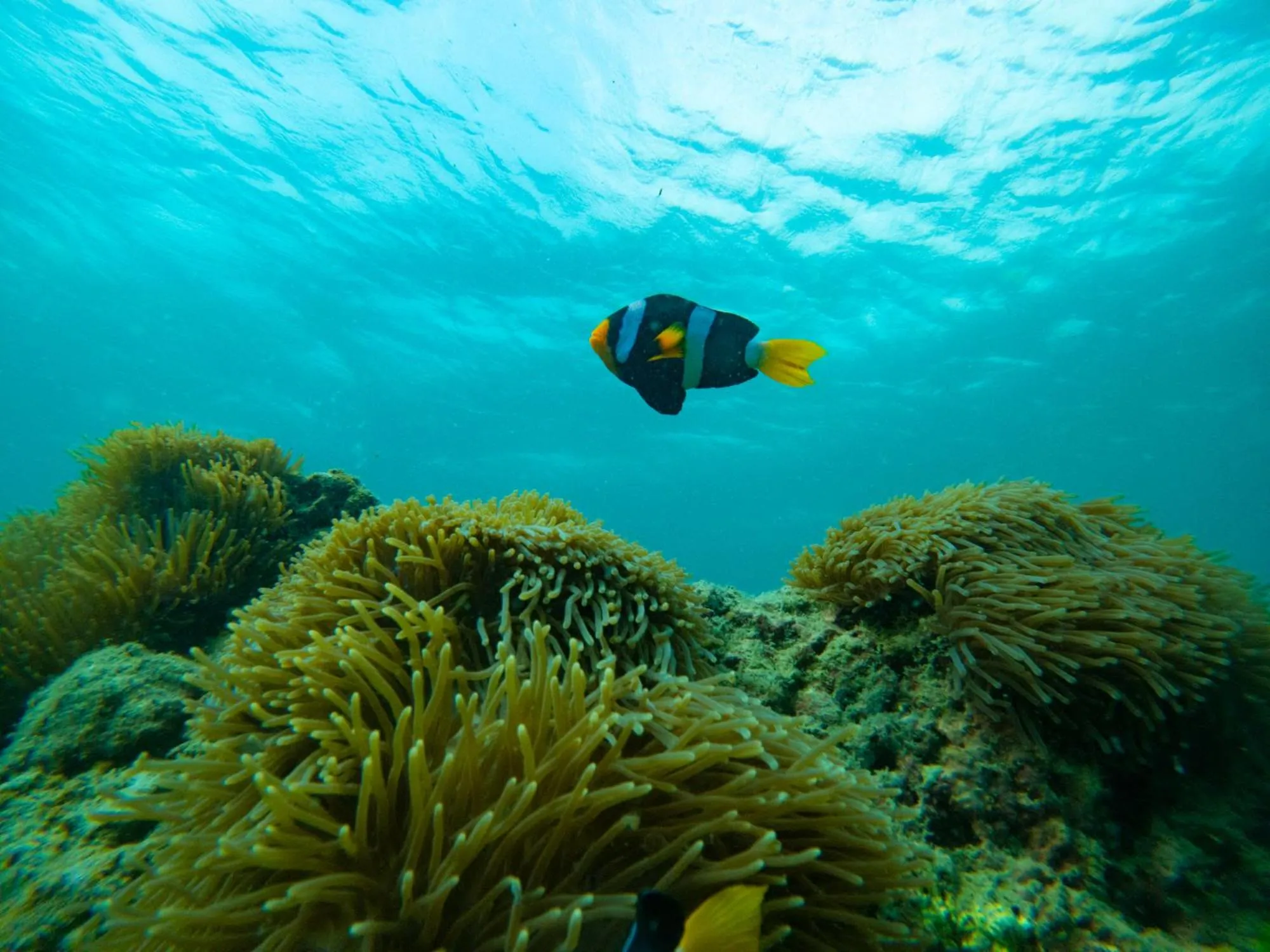 Animals in Mayalay Resort-Green Hotel