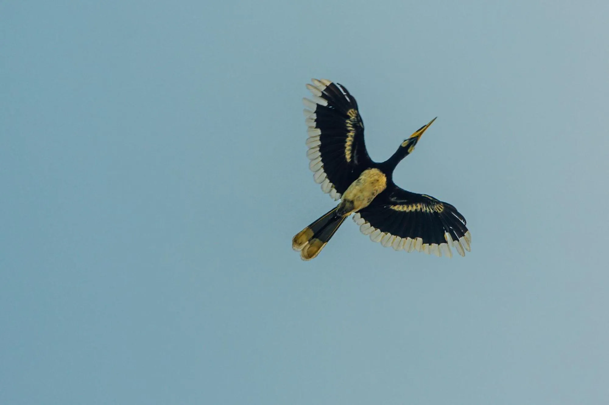 Animals in Mayalay Resort-Green Hotel