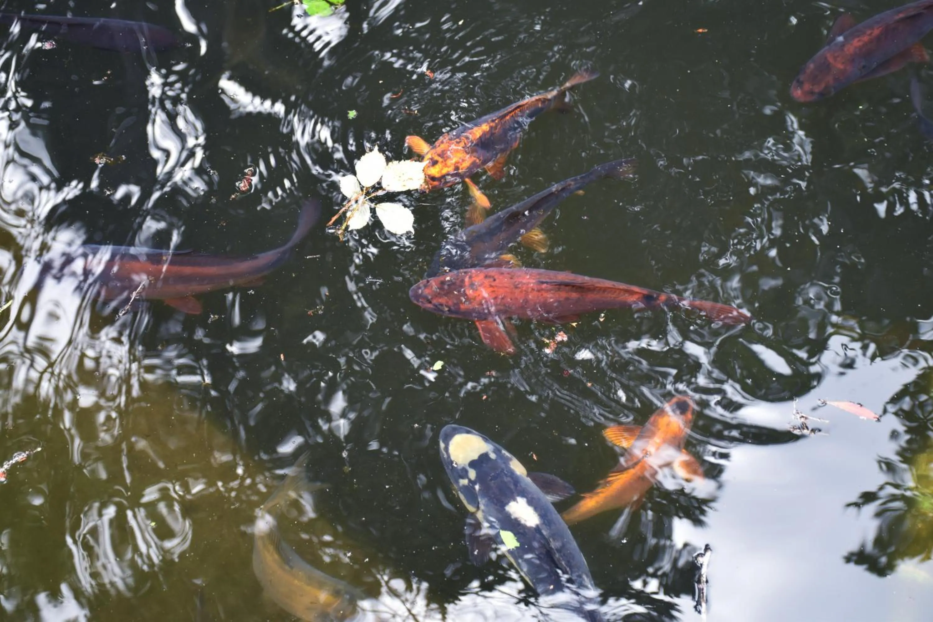 Animals in Hotel O Colmo