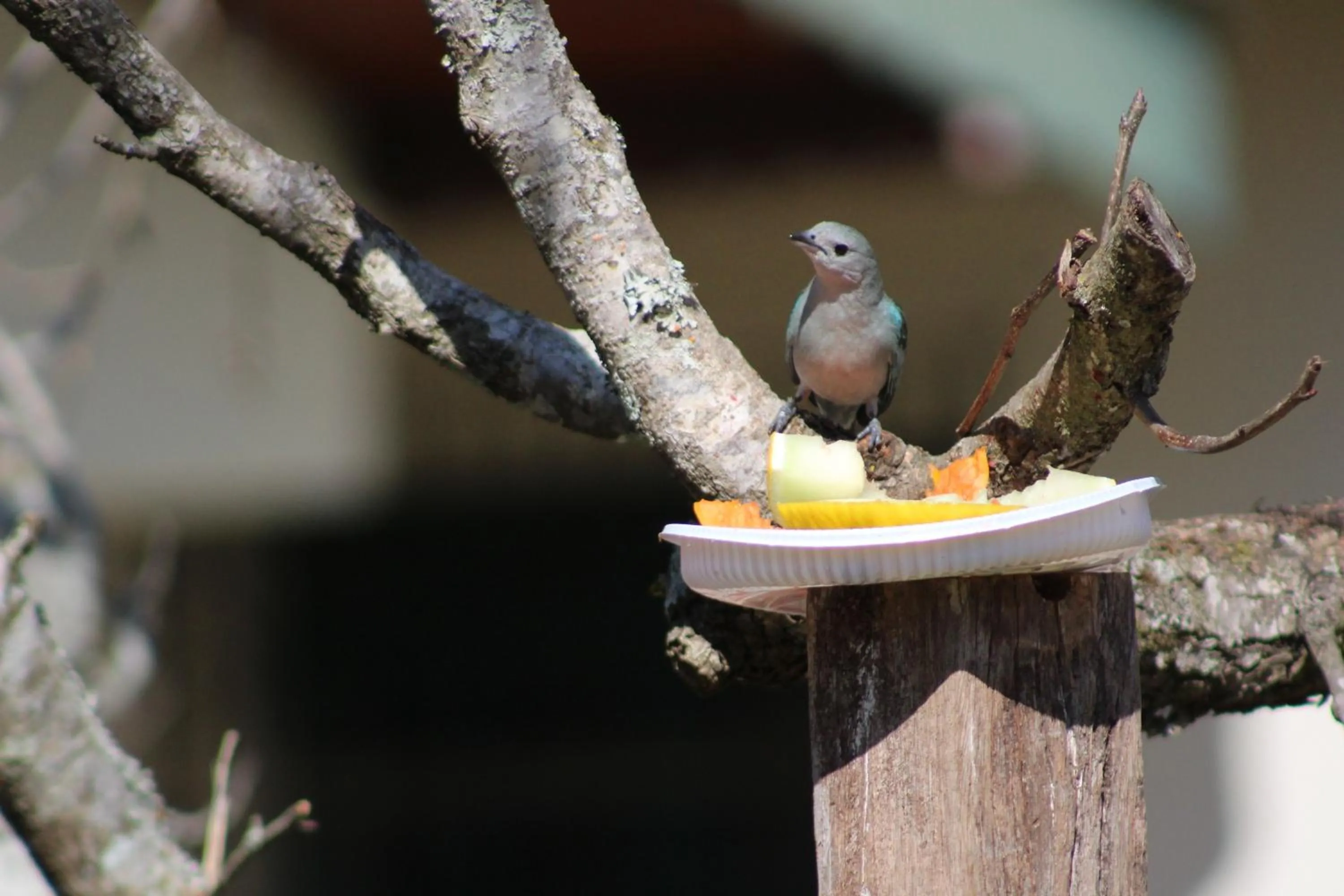 Animals in Vila Velasco
