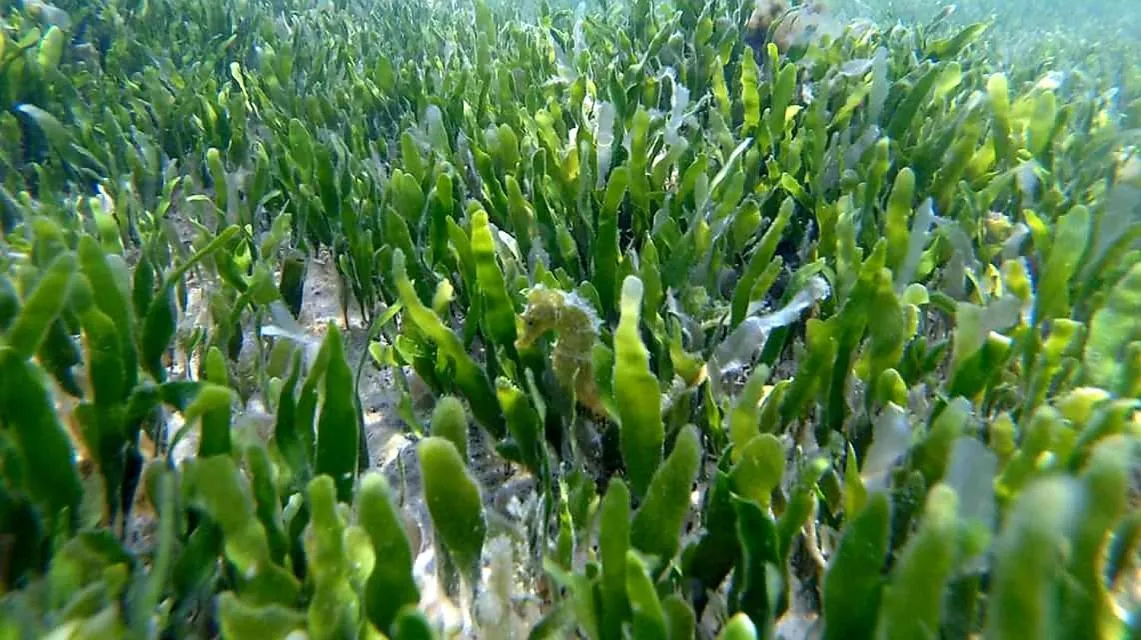 Natural landscape in Hotel Alaska