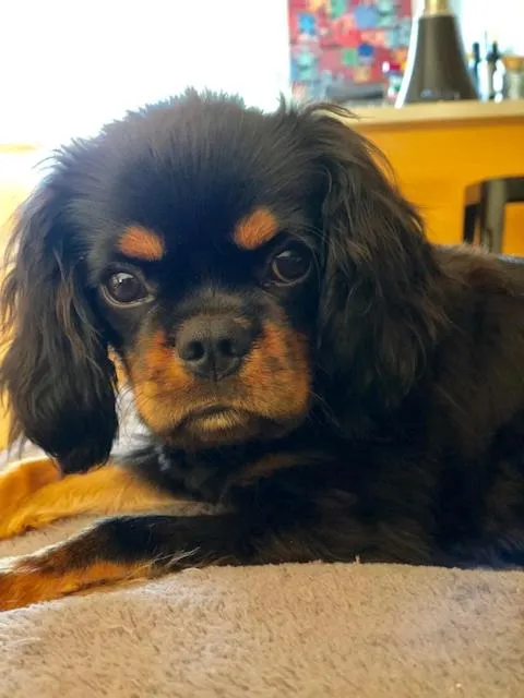 Pets in Appart'Hotel Castel Emeraude, Charme et Caractère