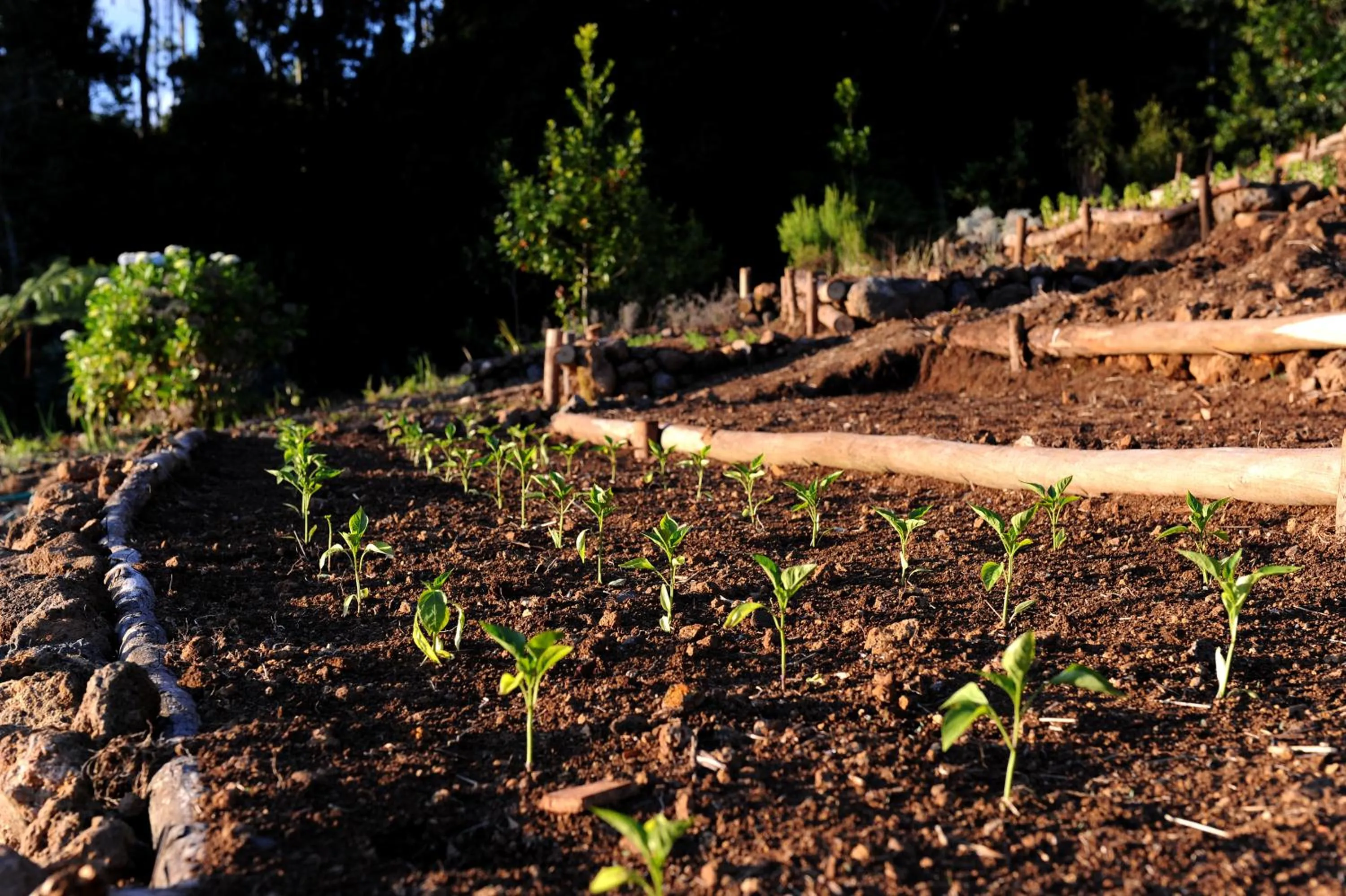 Garden in Quinta Da Cova Do Milho