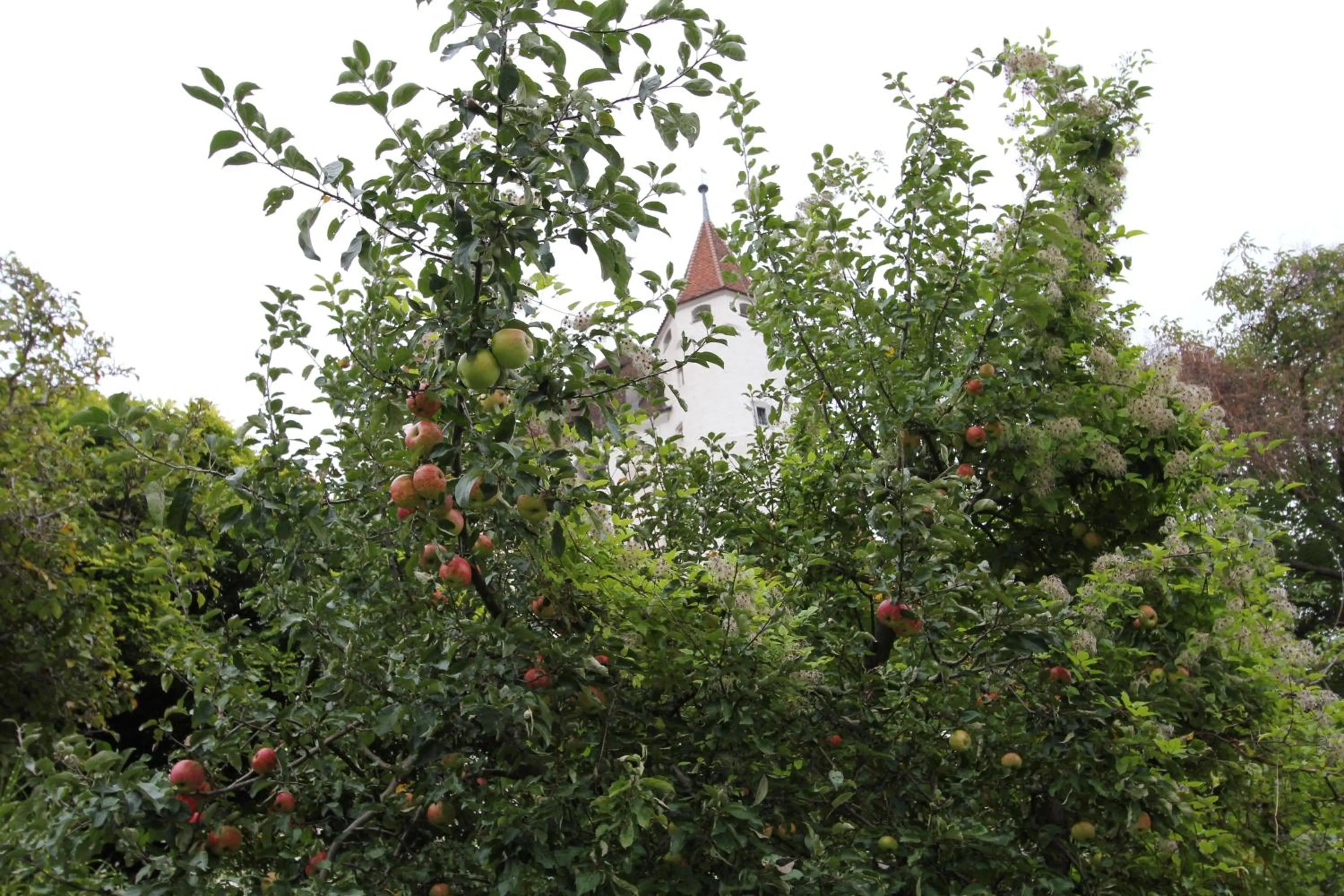 Garden in Hotel Restaurant Schwert Thun
