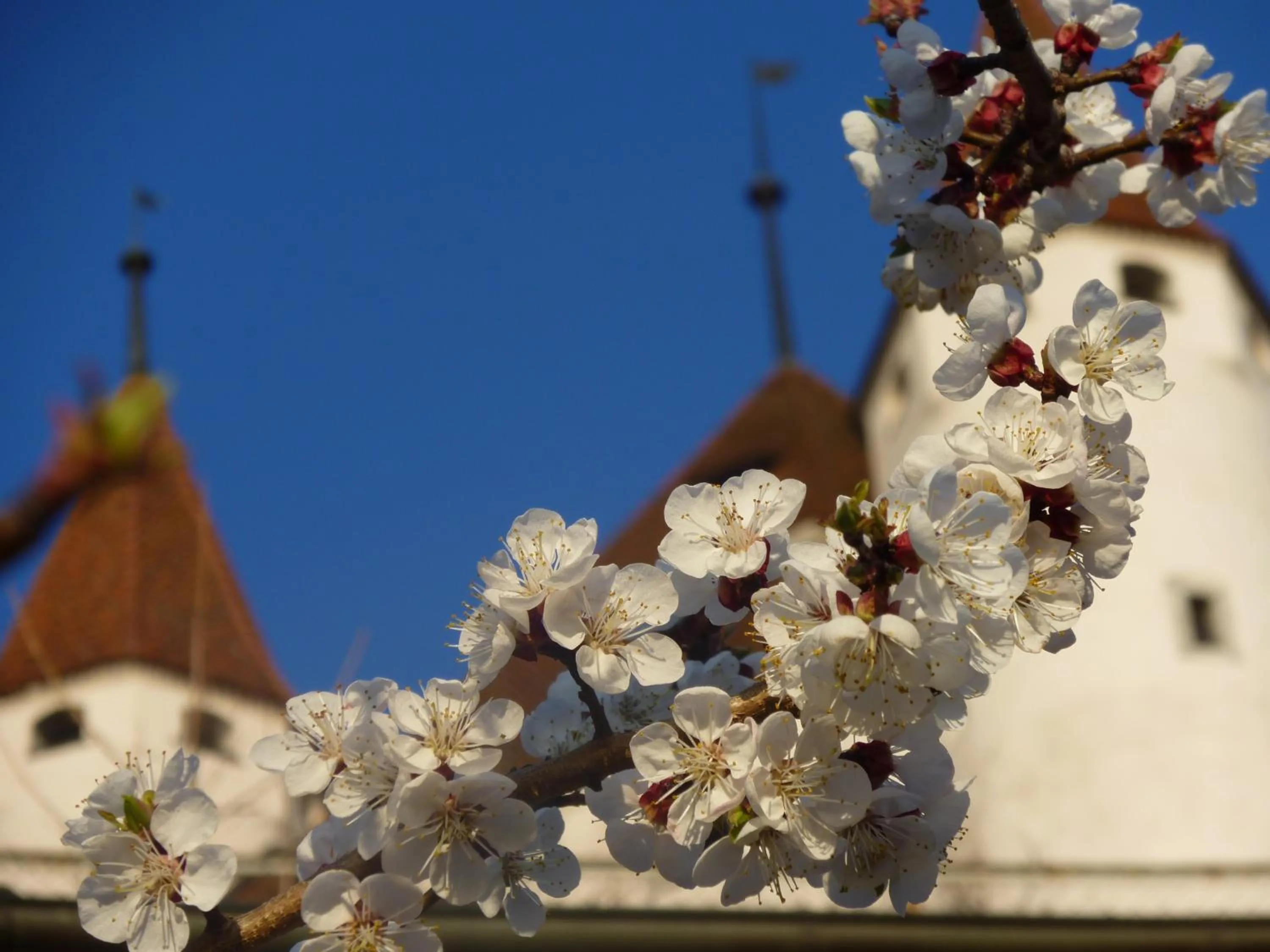 Area and facilities in Hotel Restaurant Schwert Thun