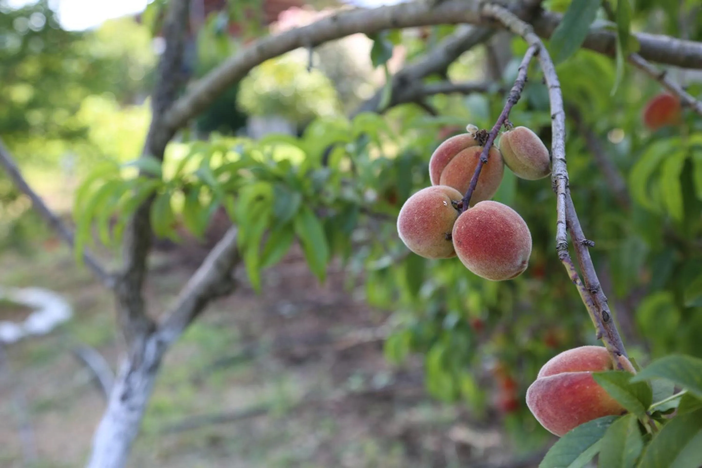 Food and drinks in Golden Key Bordubet
